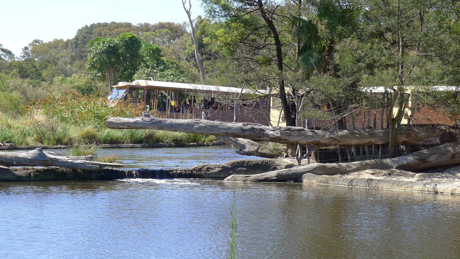 Safari Bus going thru the hippo enclosure