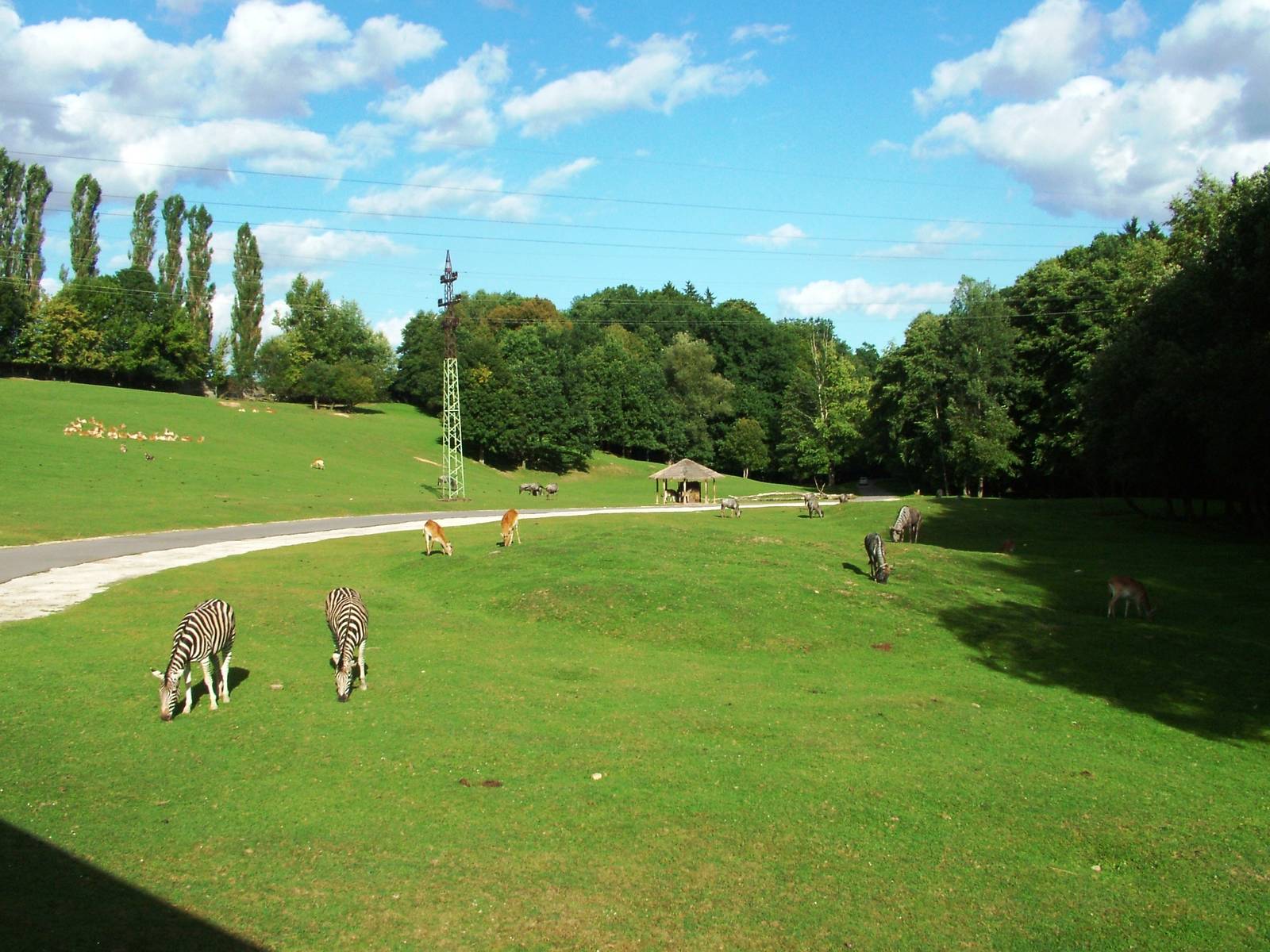 Safari Bus Tour at Dvur Kralove, 27/08/12