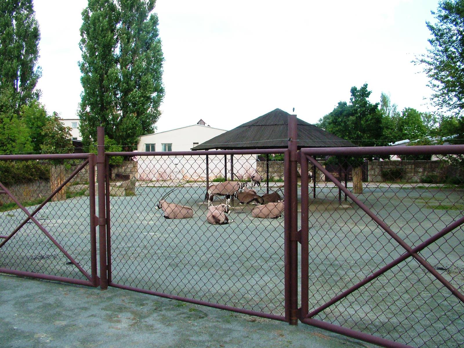 Safari Bus Tour at Dvur Kralove, 27/08/12