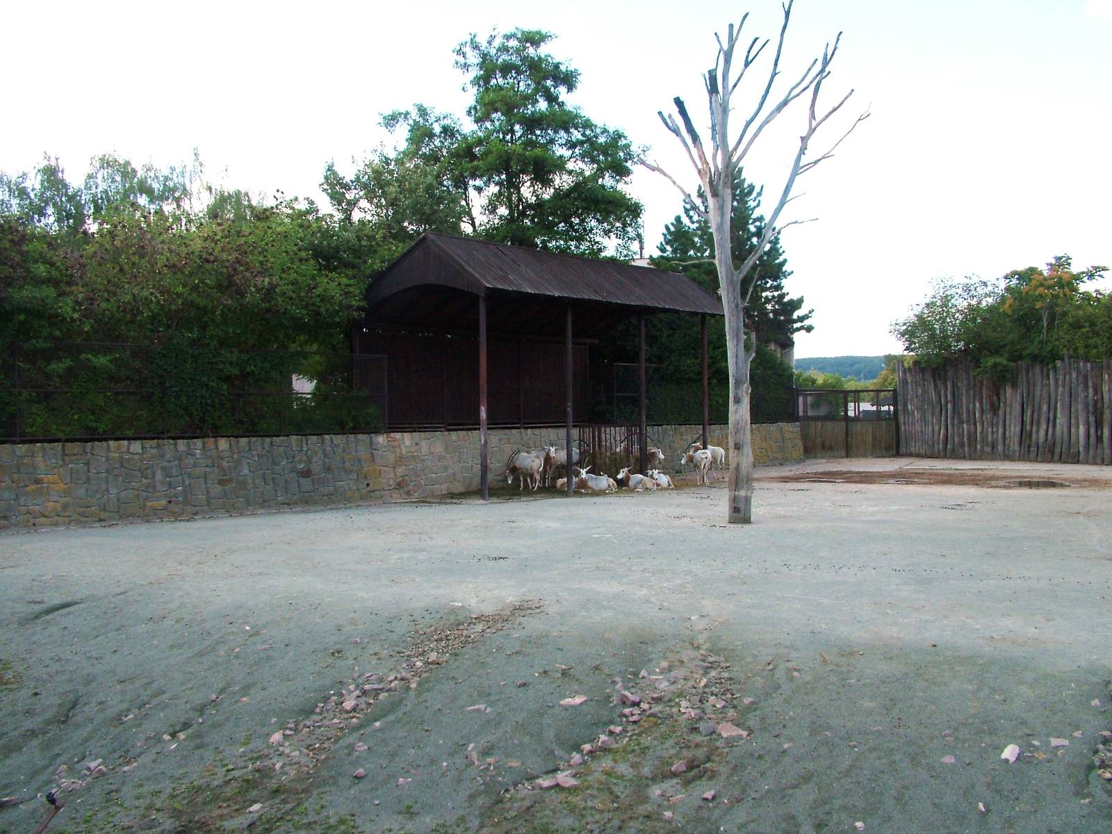 Safari Bus Tour at Dvur Kralove, 27/08/12