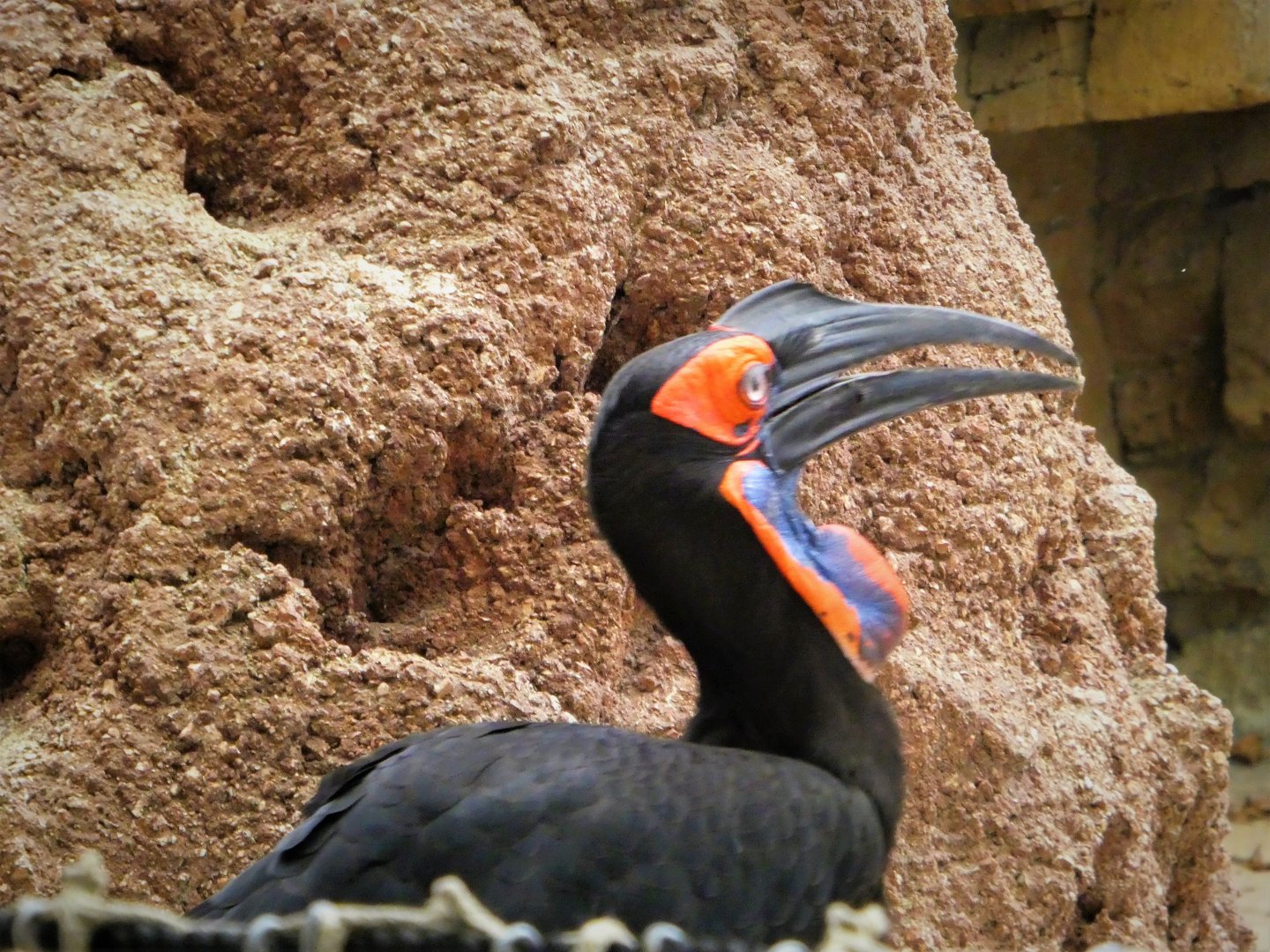 Safari Canyon - Seated Safari - Southern Ground-Hornbill