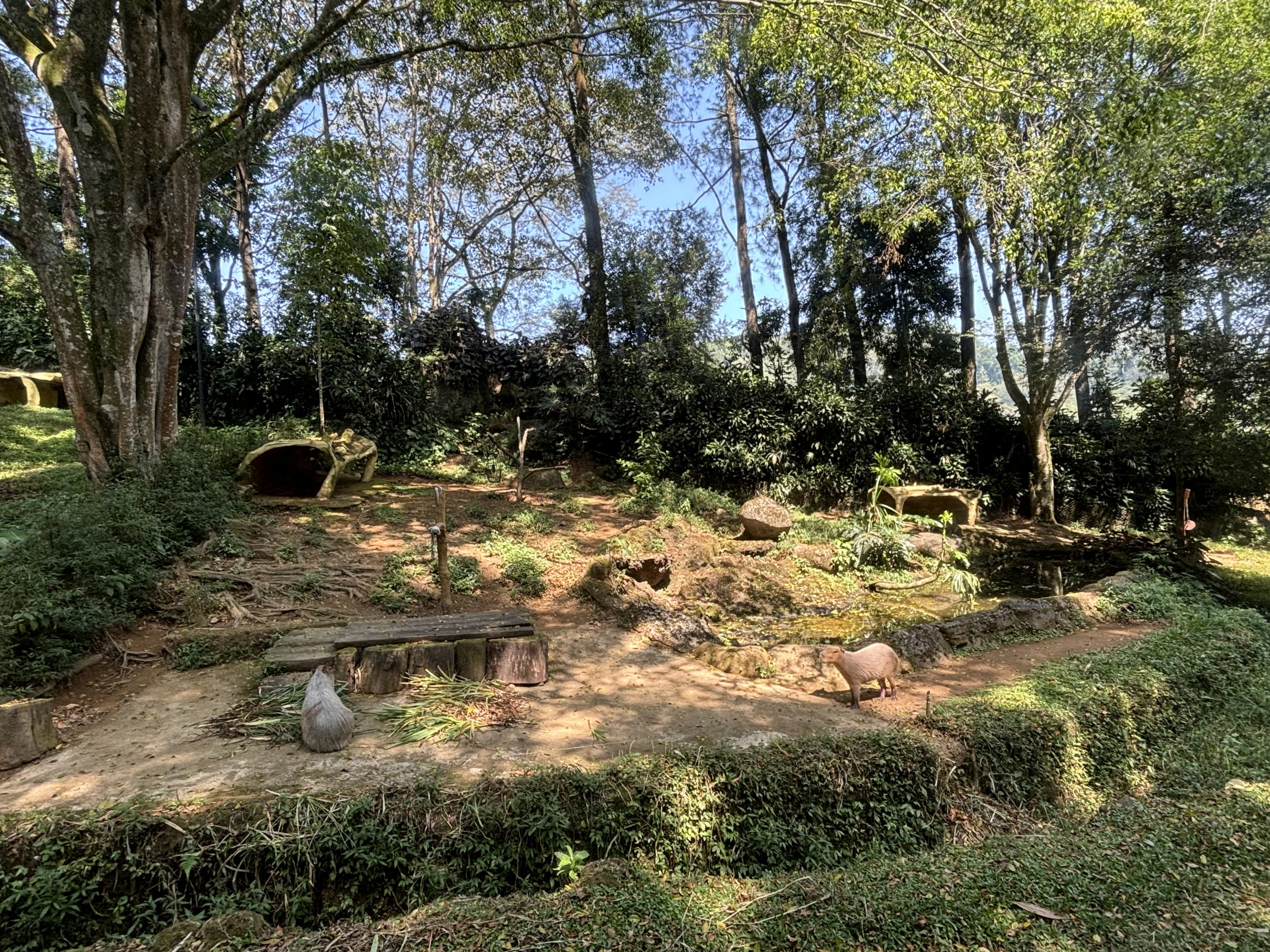 Safari - Capybara Exhibit