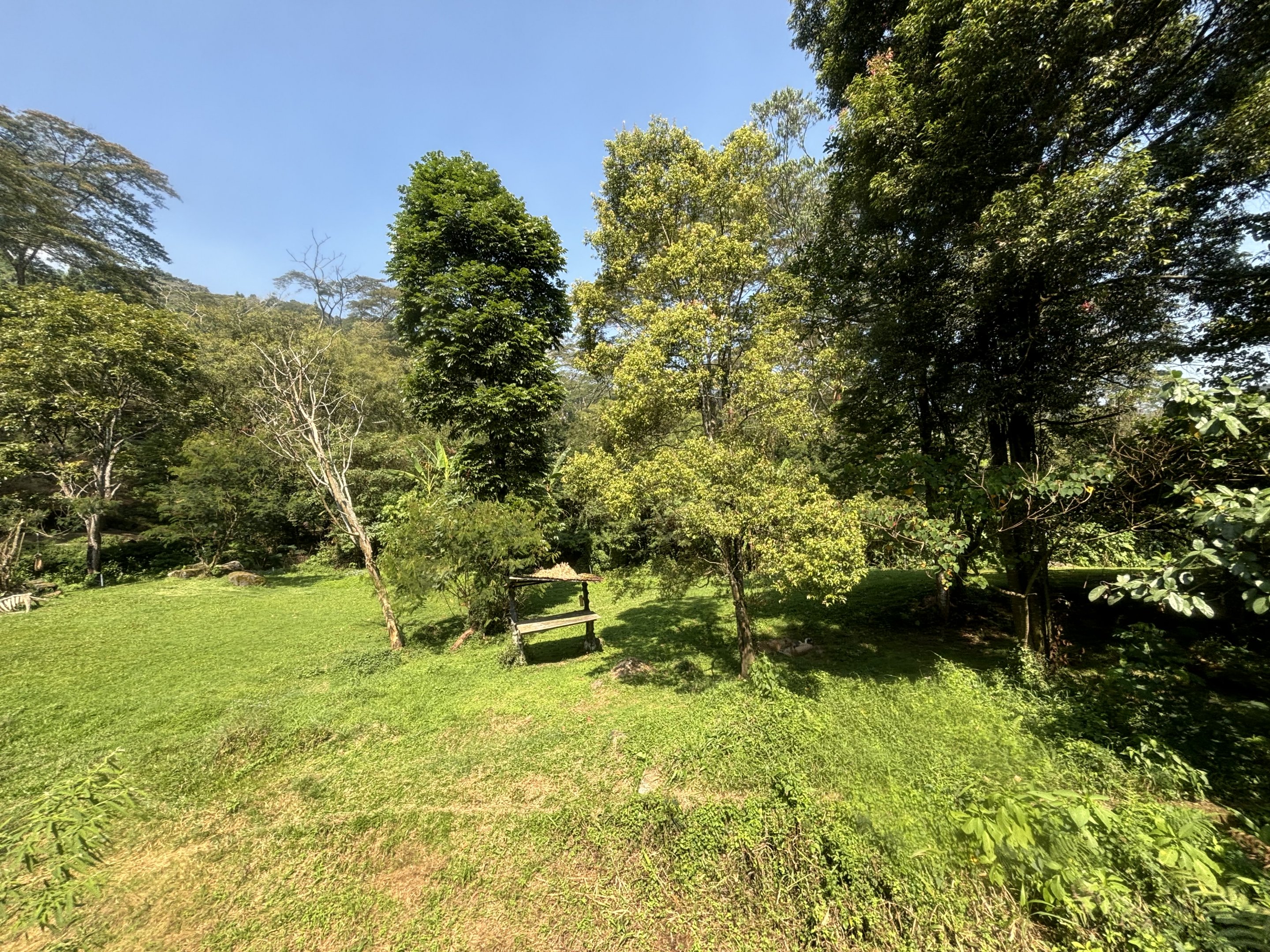 Safari - Cheetah Exhibit
