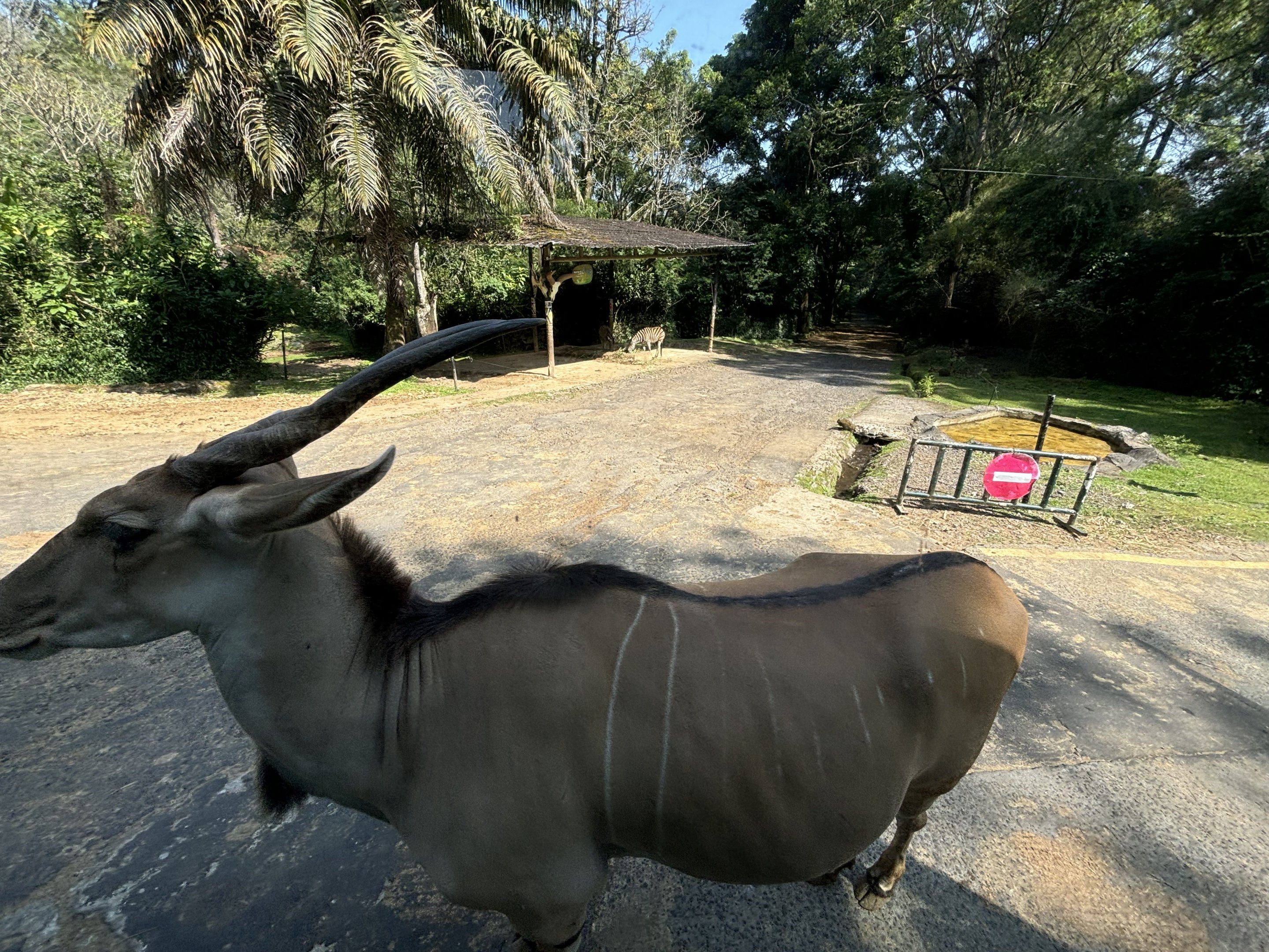 Safari - Common Eland