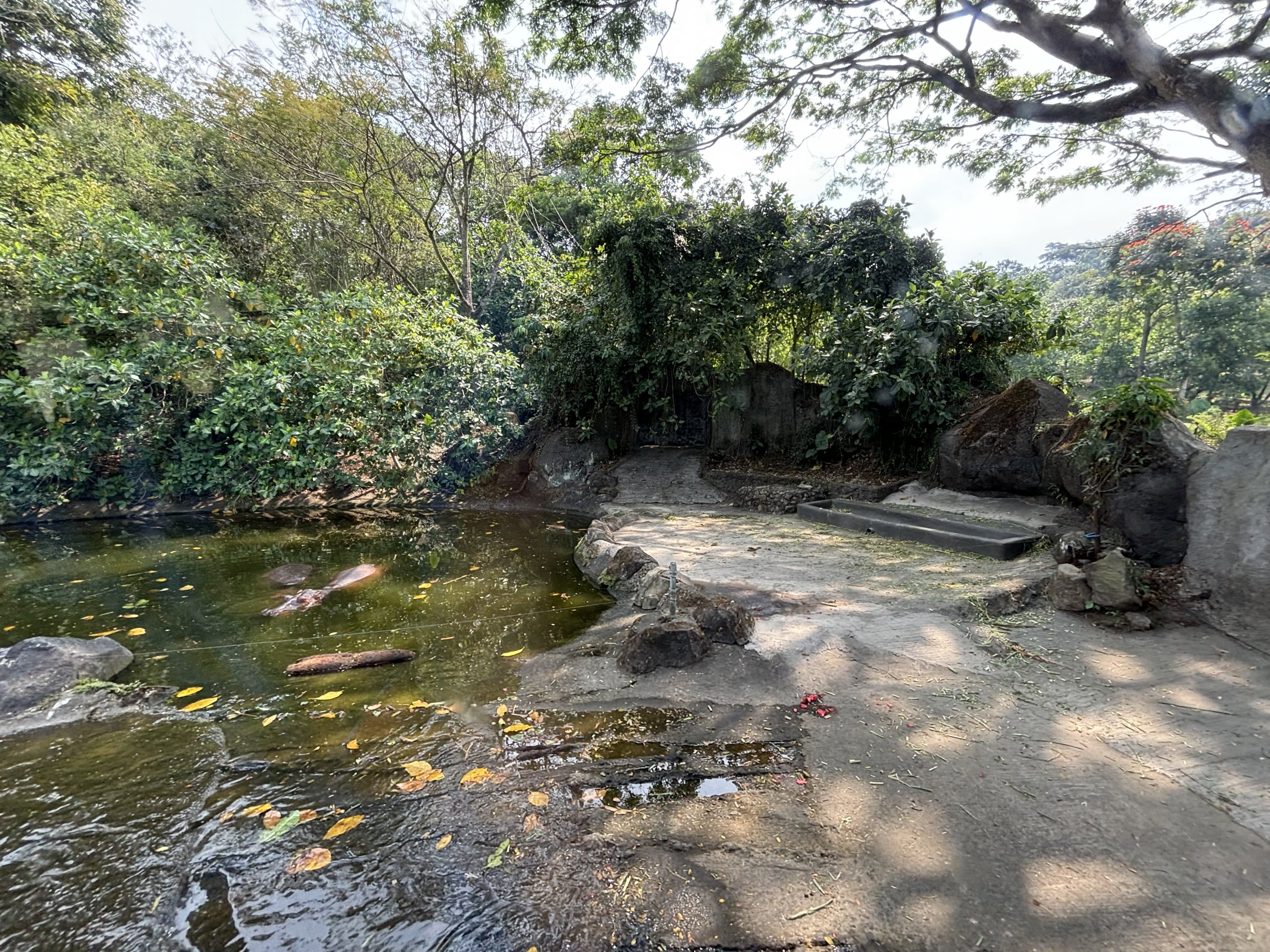 Safari - Common Hippo Exhibit