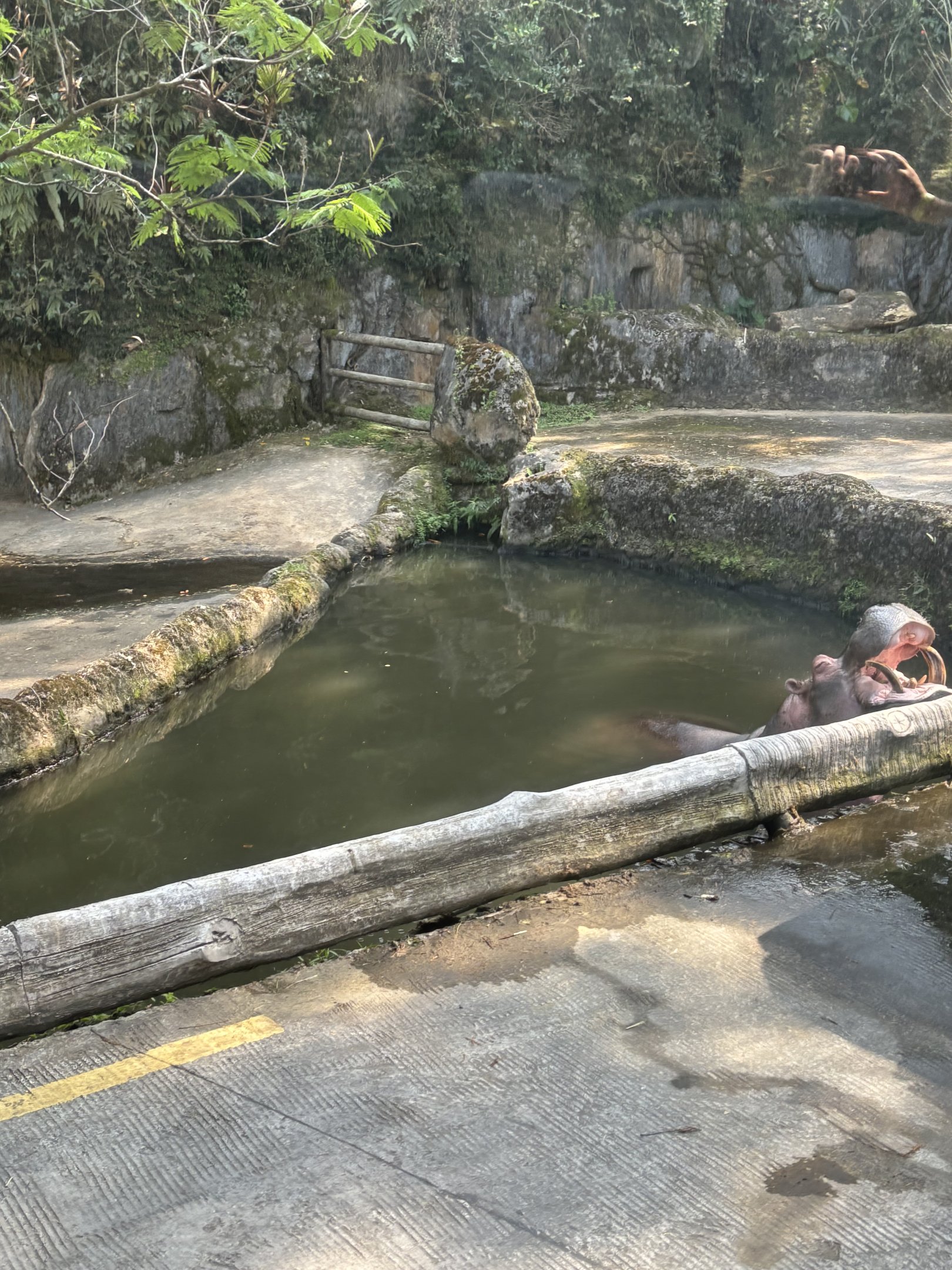 Safari - Common Hippo Exhibit