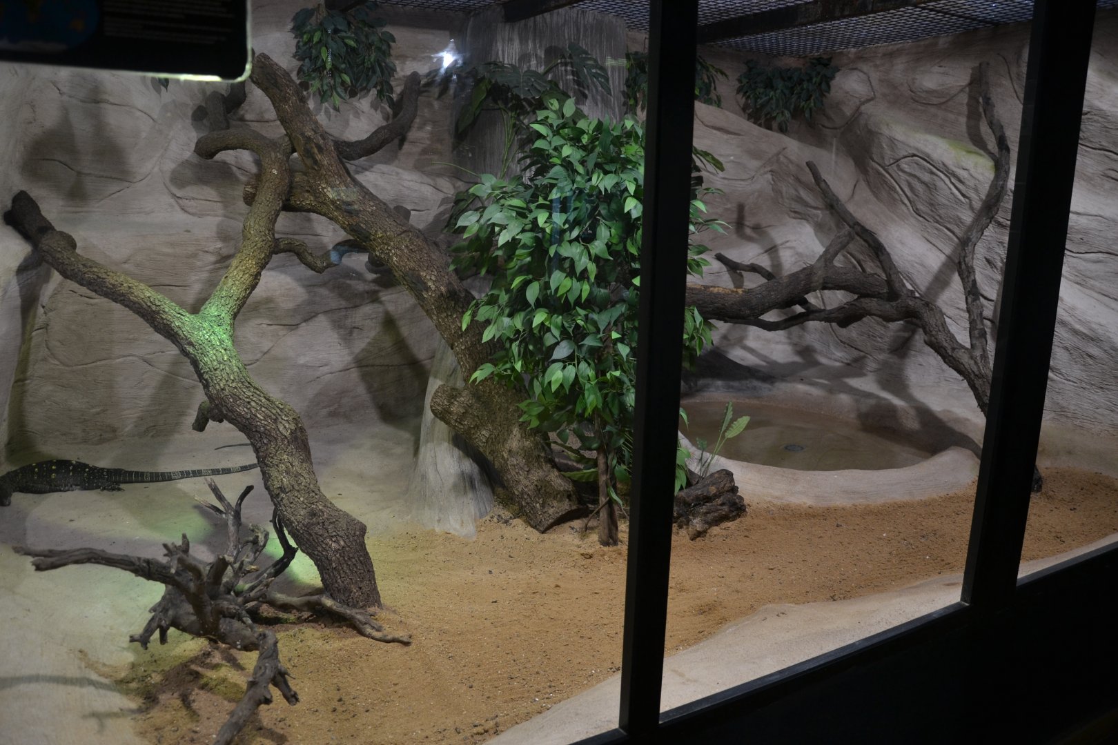 Safari de Madrid December 2018 - New crocodile monitor exhibition