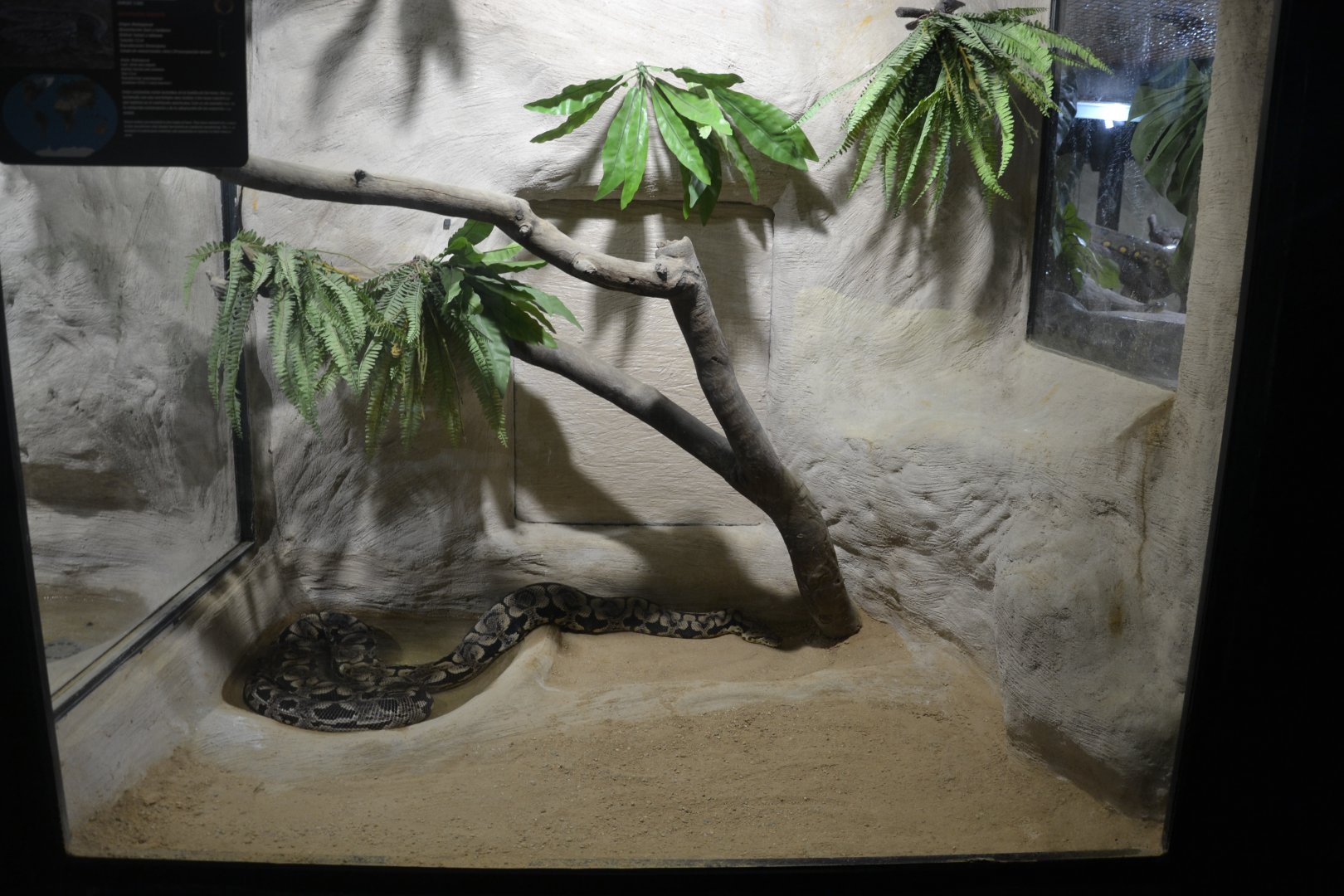 Safari de Madrid December 2018 - New Dumeril's Boa Exhibition