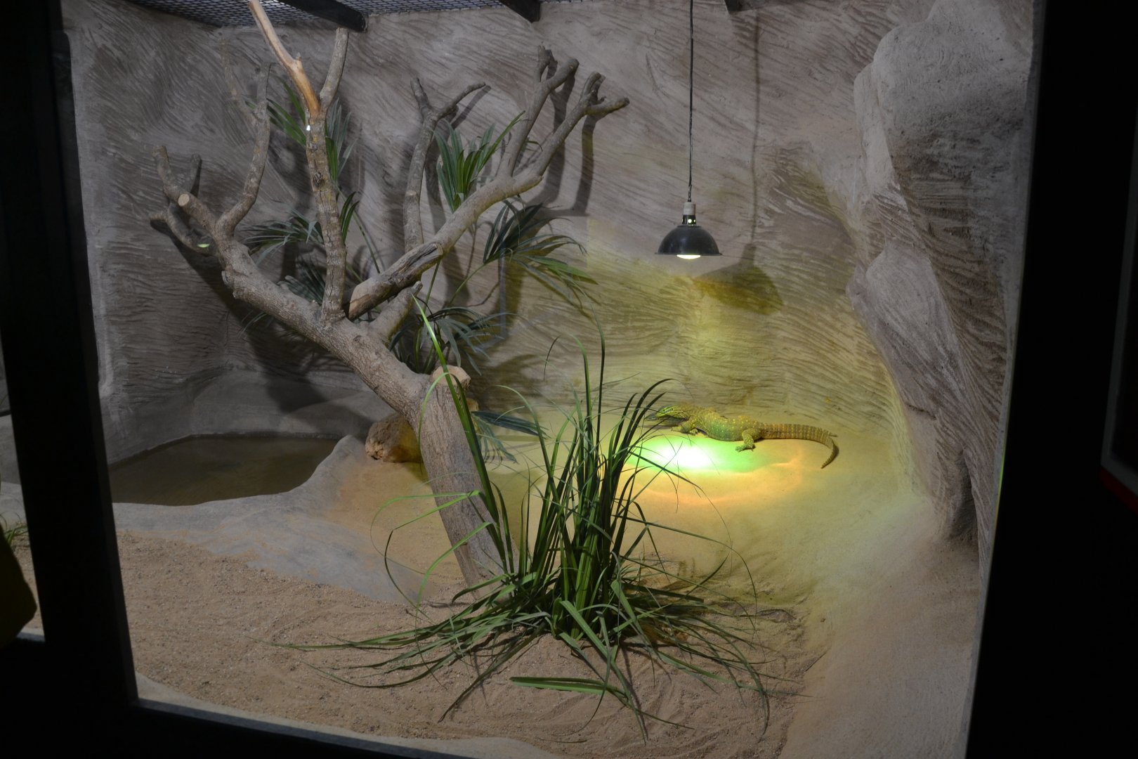 Safari de Madrid December 2018 - New monitor lizard exhibition