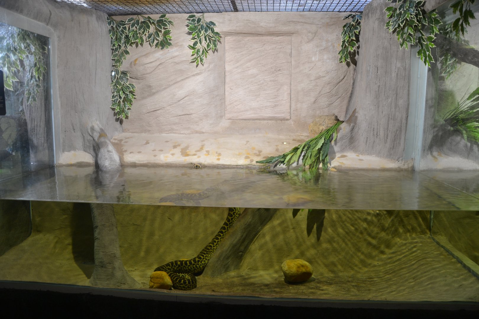 Safari de Madrid December 2018 - New yellow anaconda exhibition