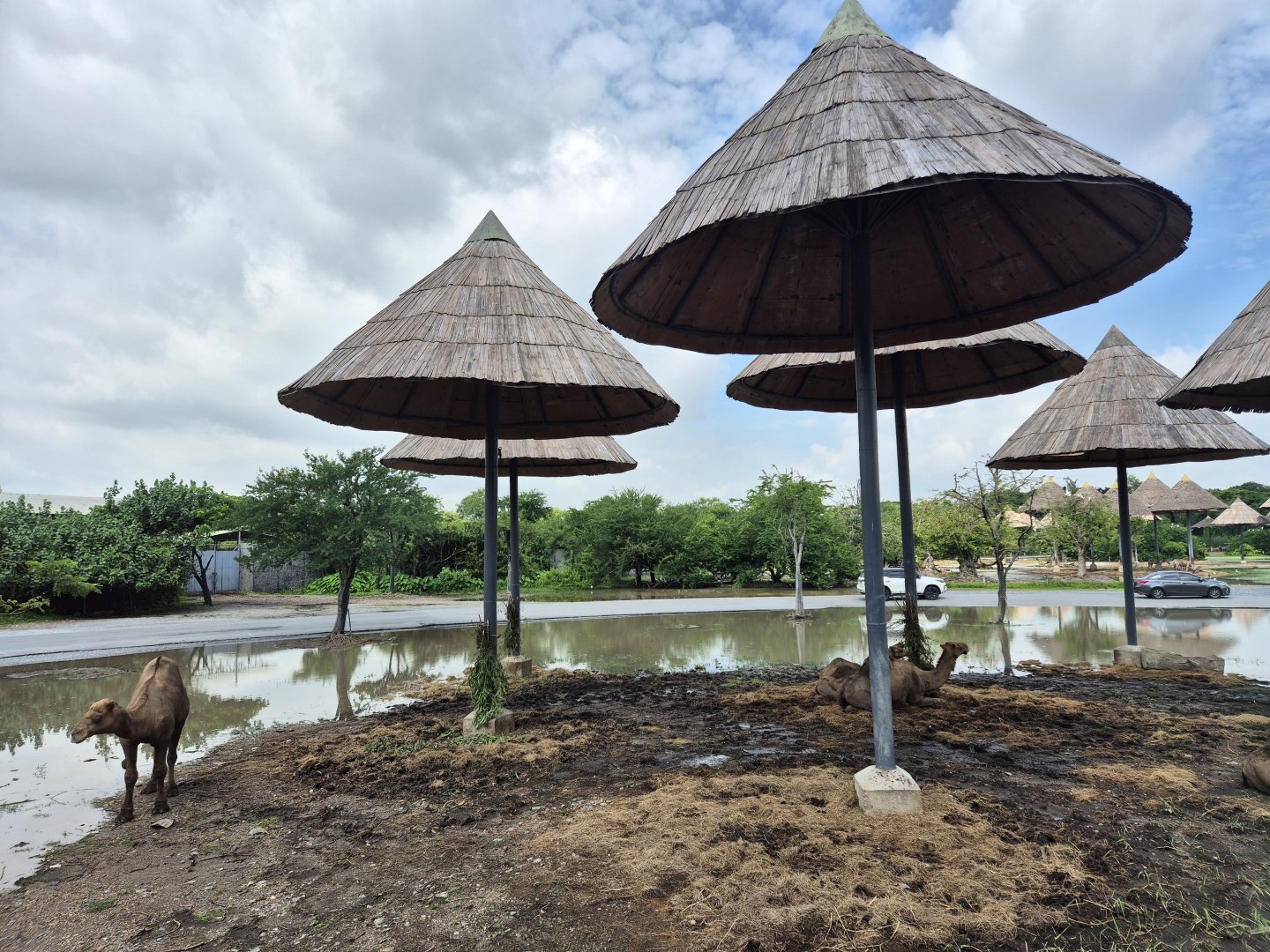 Safari Drive - Dromedary