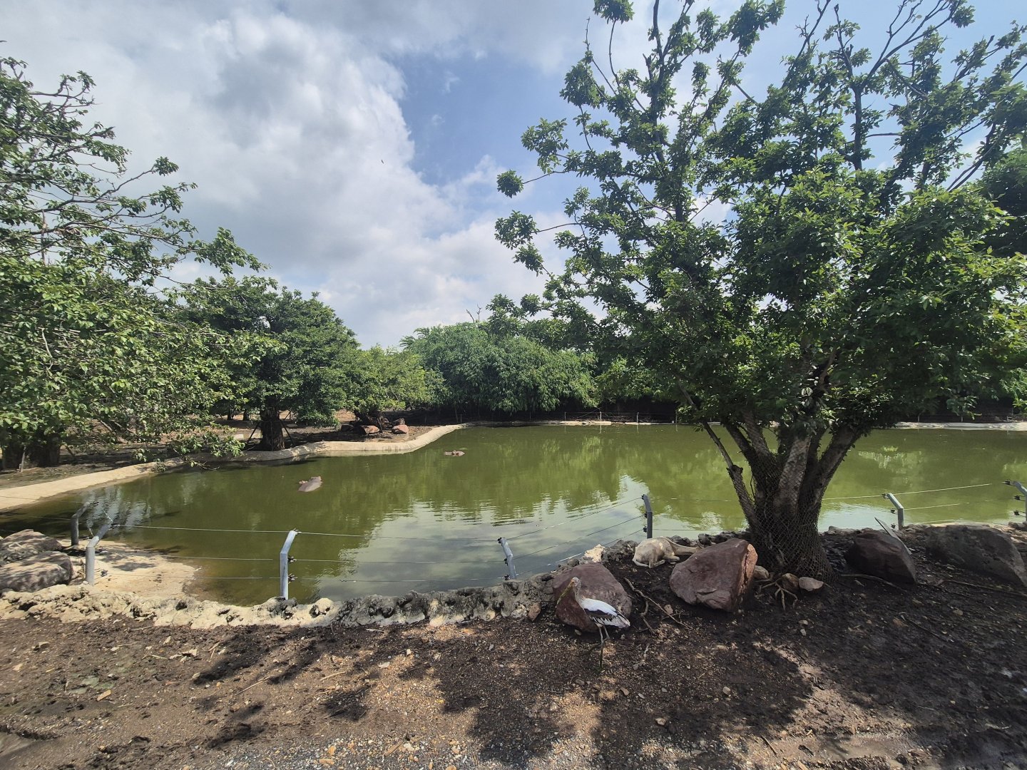 Safari Drive  - Hippo Exhibit