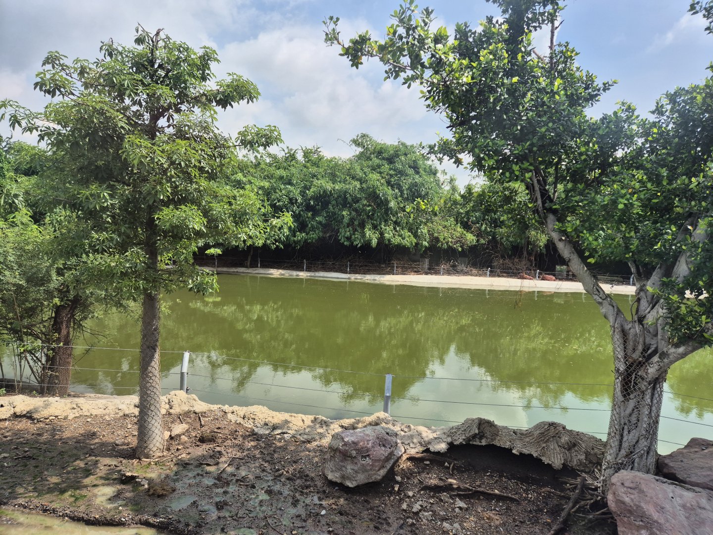 Safari Drive - Hippo exhibit