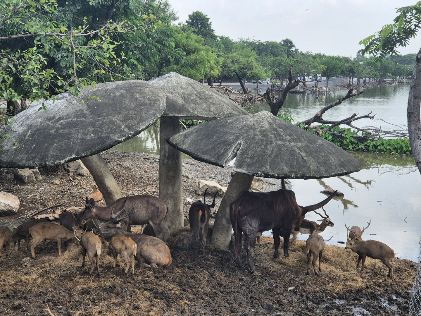 Safari Drive - Hog Deer,  Watussi,  Blackbuck, Javan Rusa