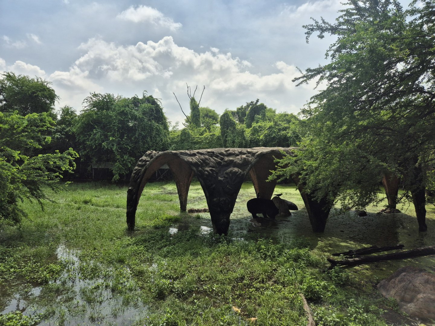 Safari Drive  - Hymalayan Black Bears exhibit