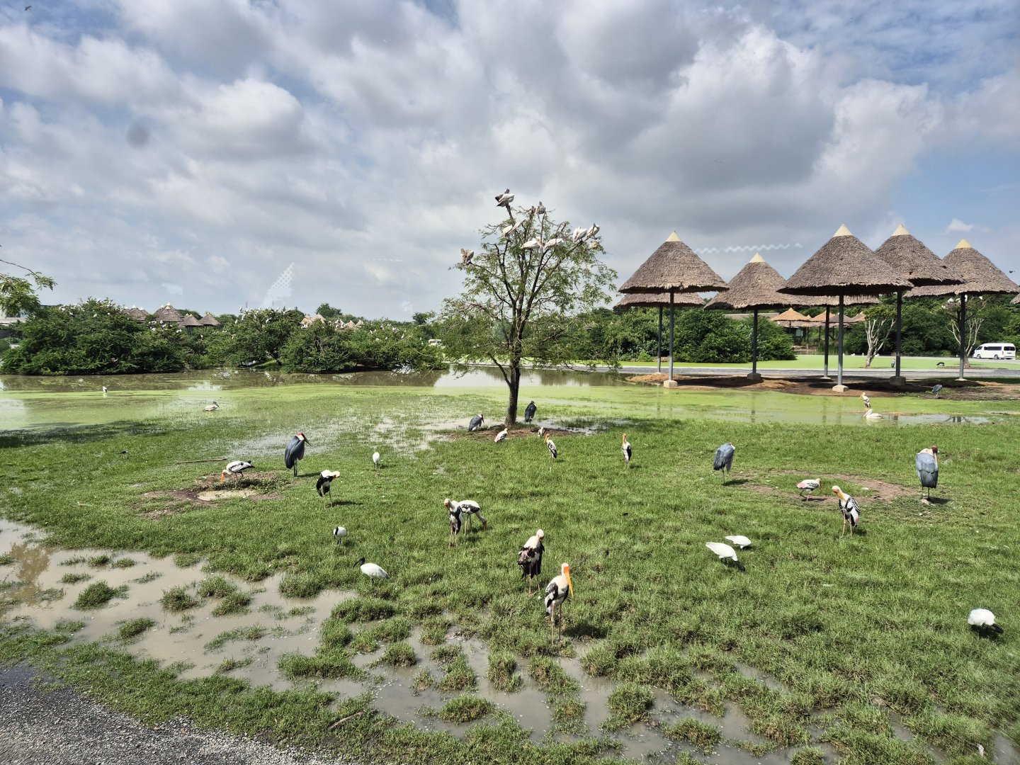 Safari Drive / Marabou Stork, Pelicans and Painted Storks