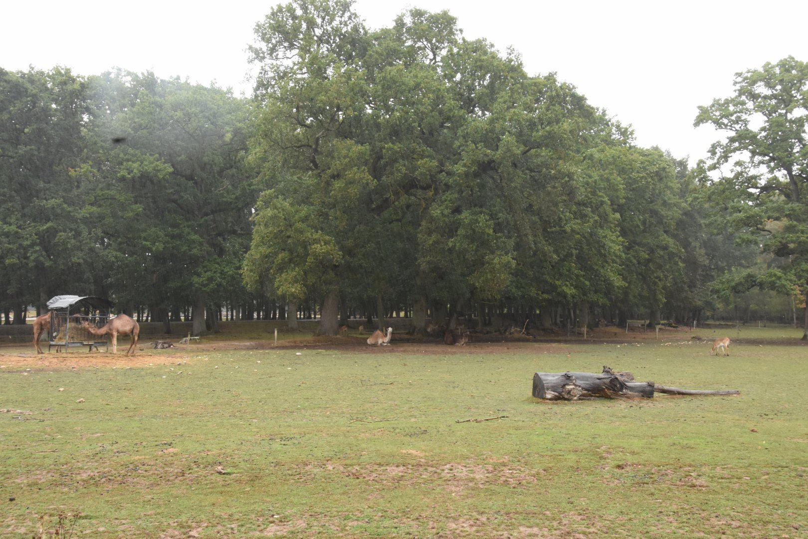 Safari drive-through