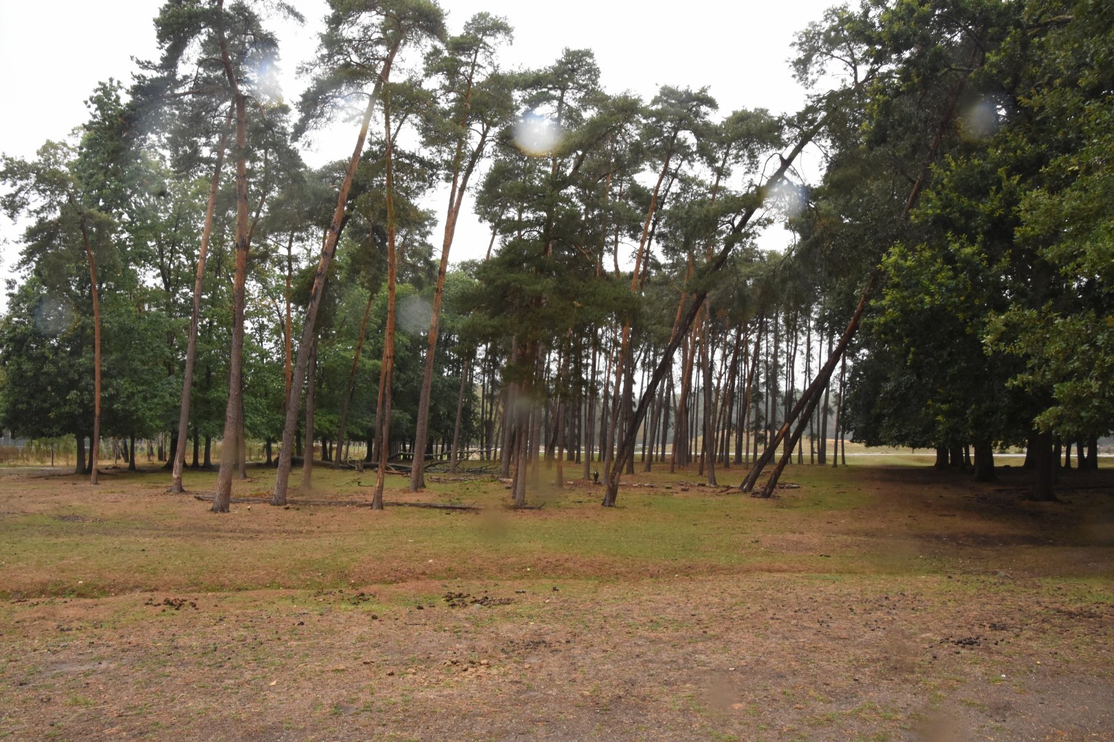 Safari drive-through