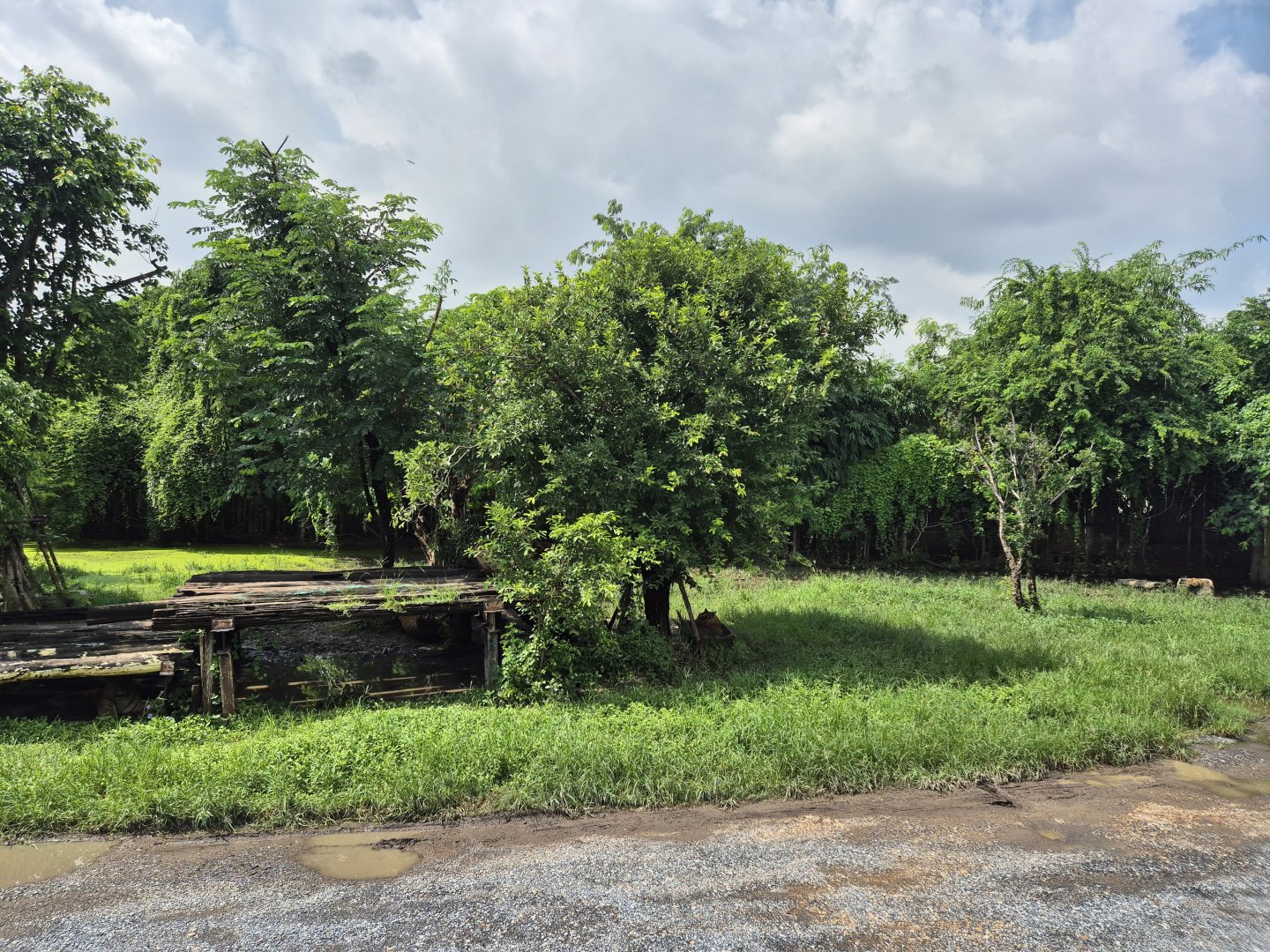 Safari Drive  - Tiger Exhibit