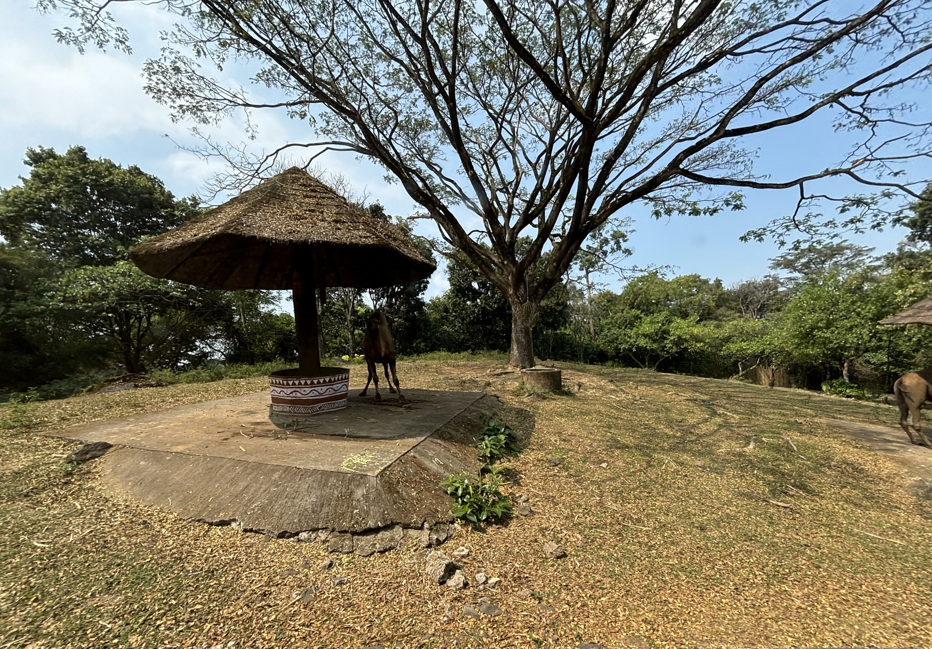 Safari - Dromedary Exhibit