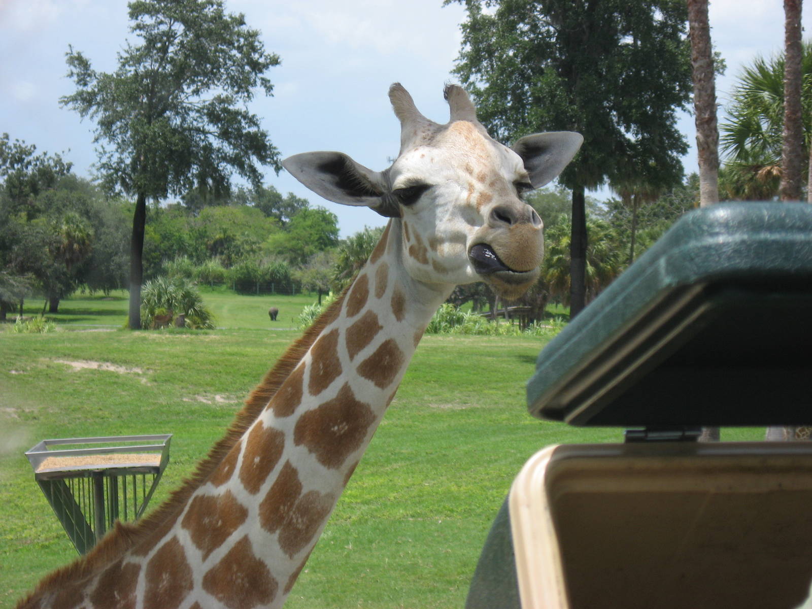 Safari feeding Giraffes