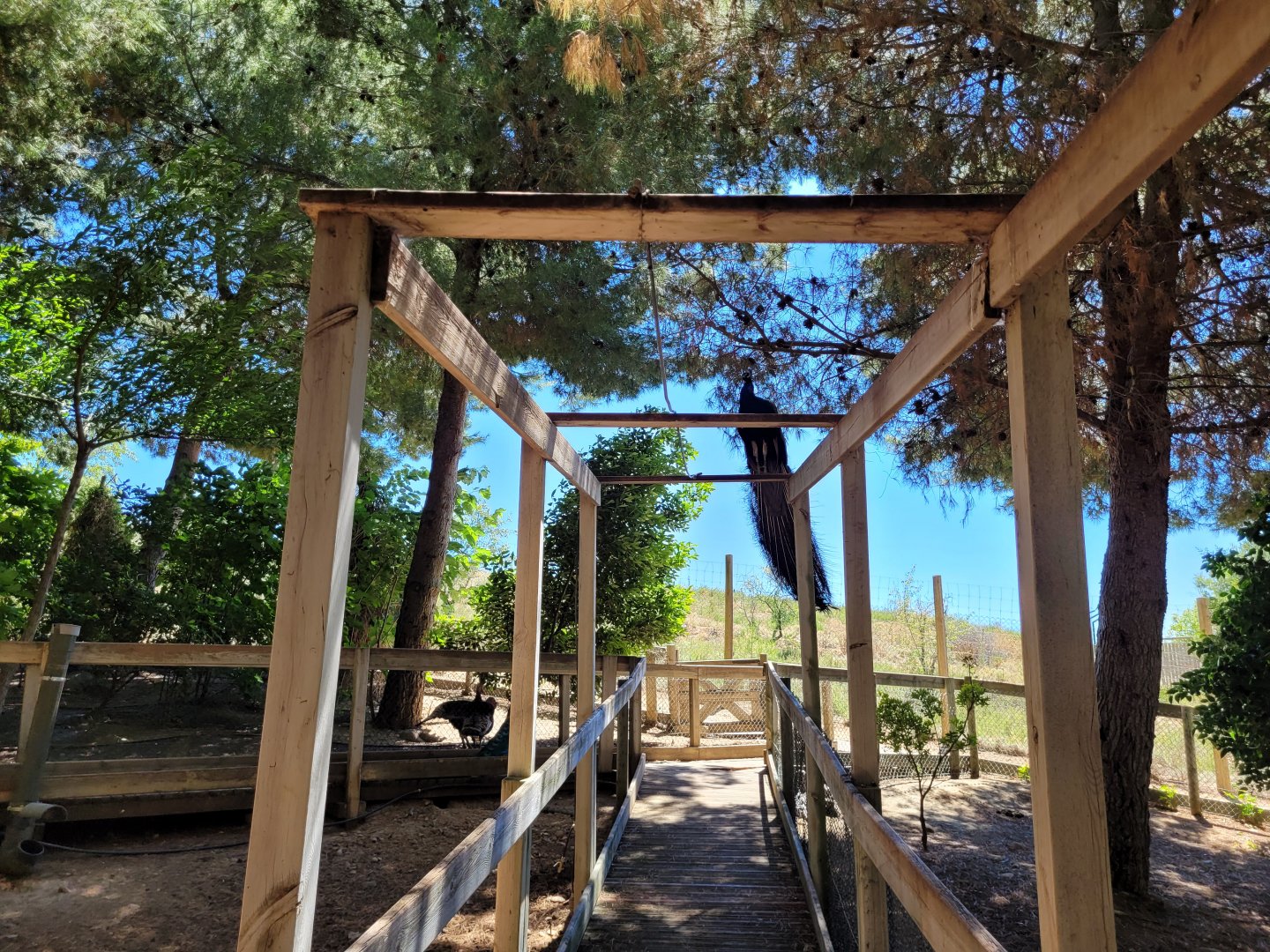 "Safari Fotográfico" -Sendaviva (2024)