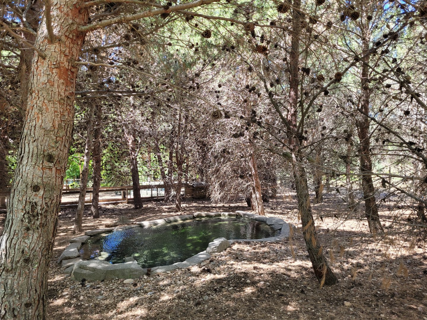 "Safari Fotográfico" -Sendaviva (2024)