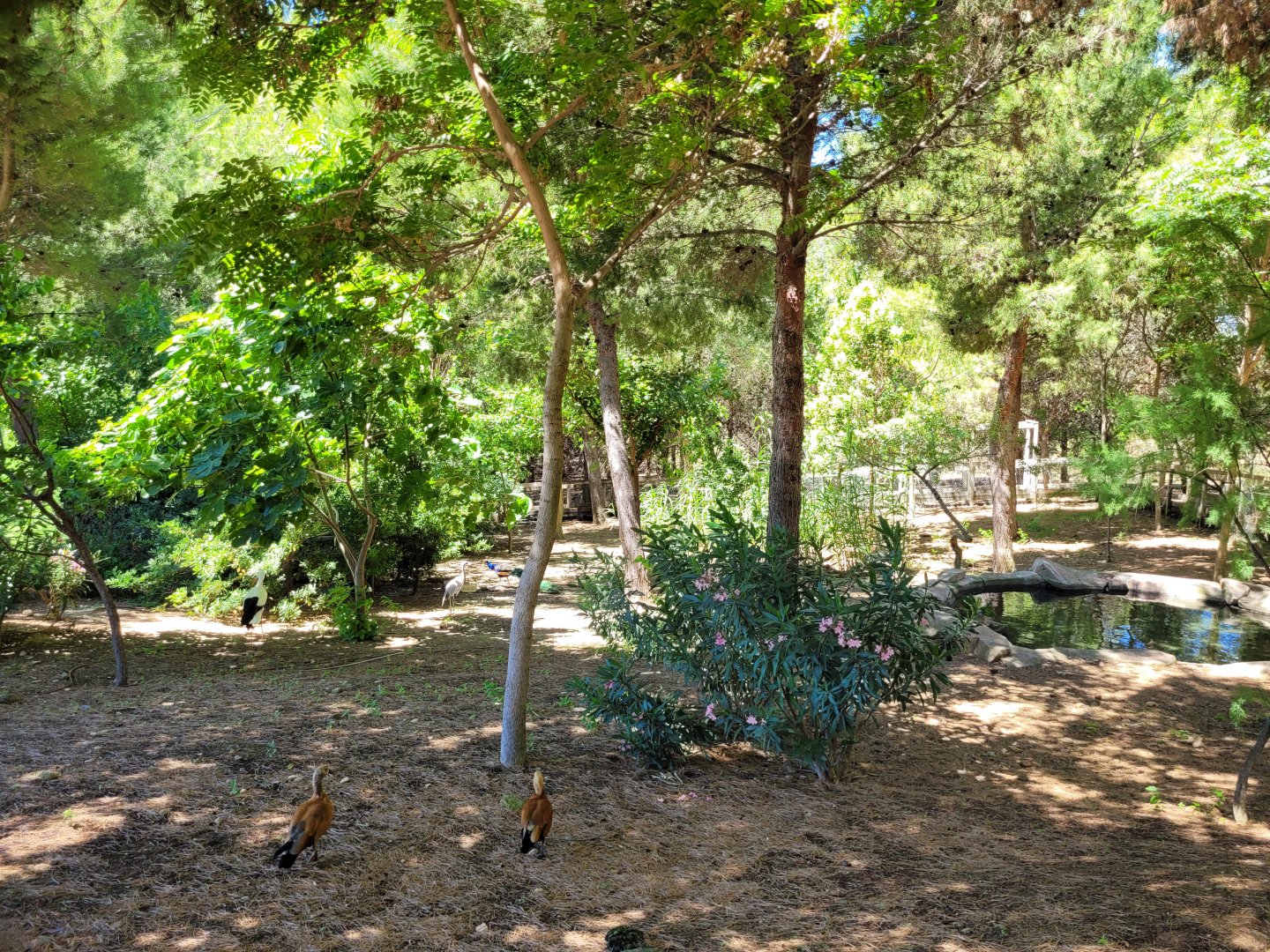 "Safari Fotográfico" -Sendaviva (2024)