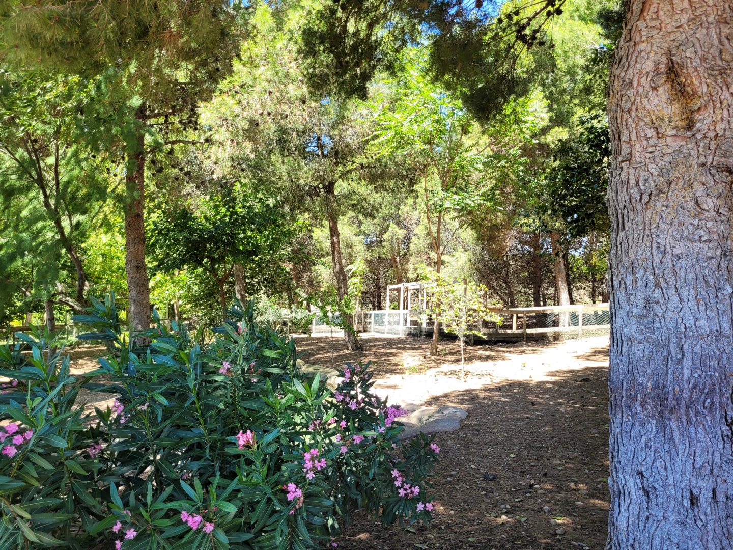 "Safari Fotográfico" -Sendaviva (2024)