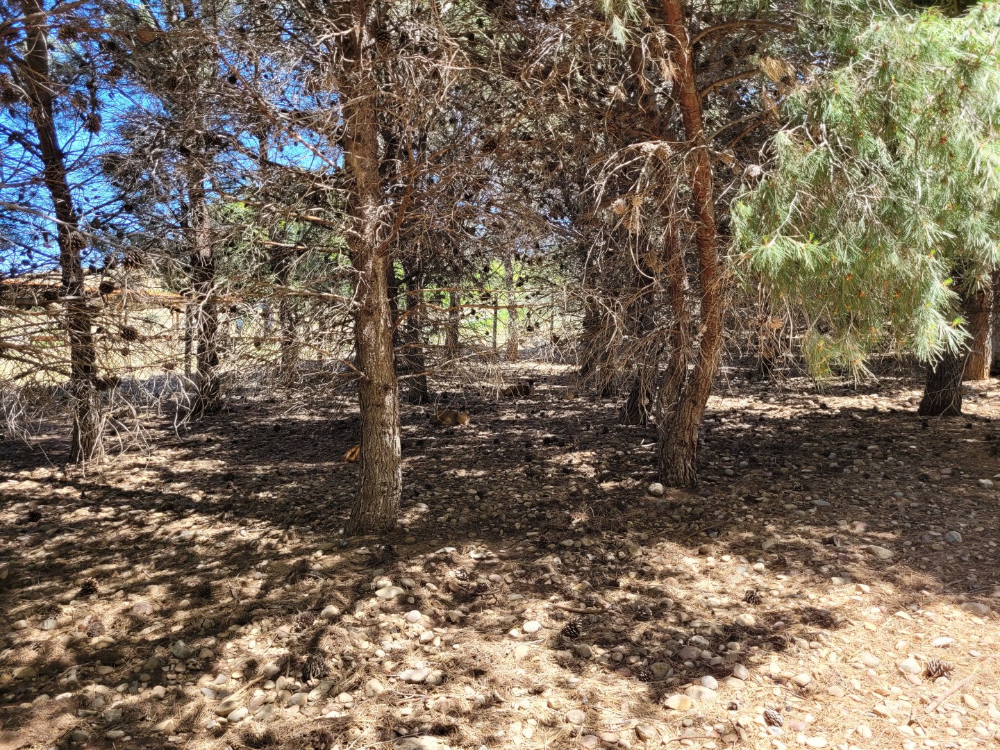 "Safari Fotográfico" view -Sendaviva (2024)