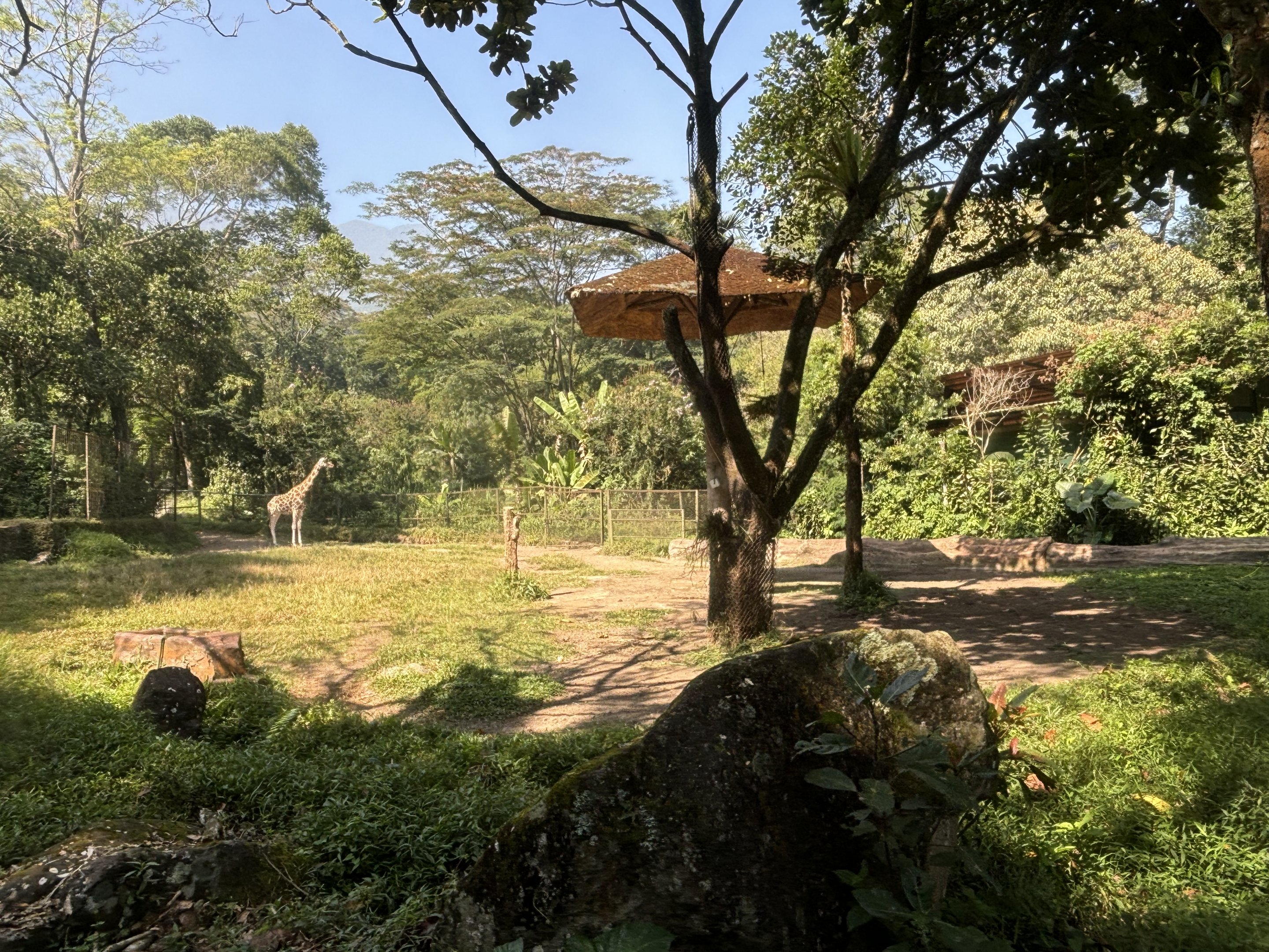 Safari - Giraffe Exhibit #1