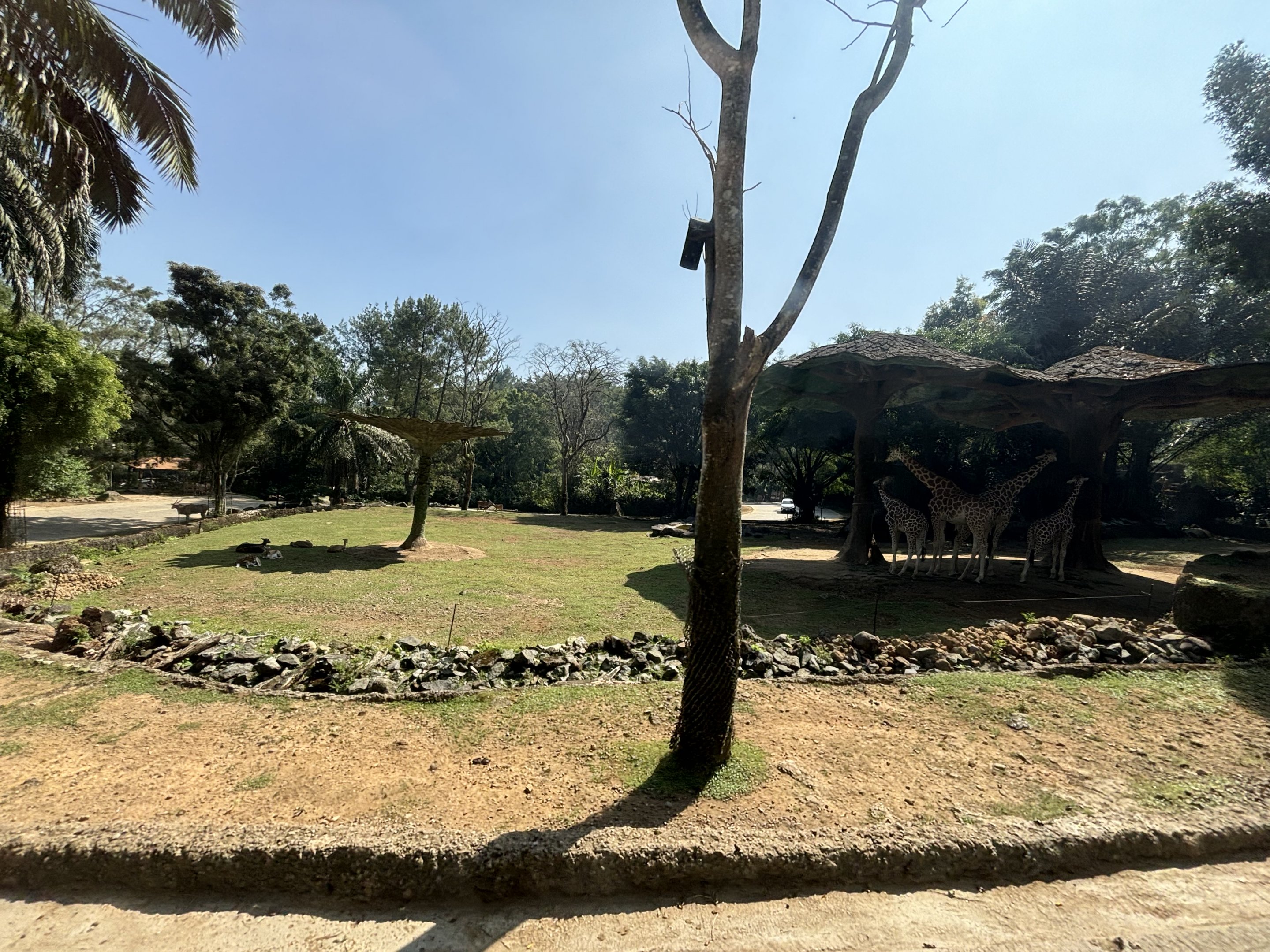 Safari - Giraffe Exhibit #2