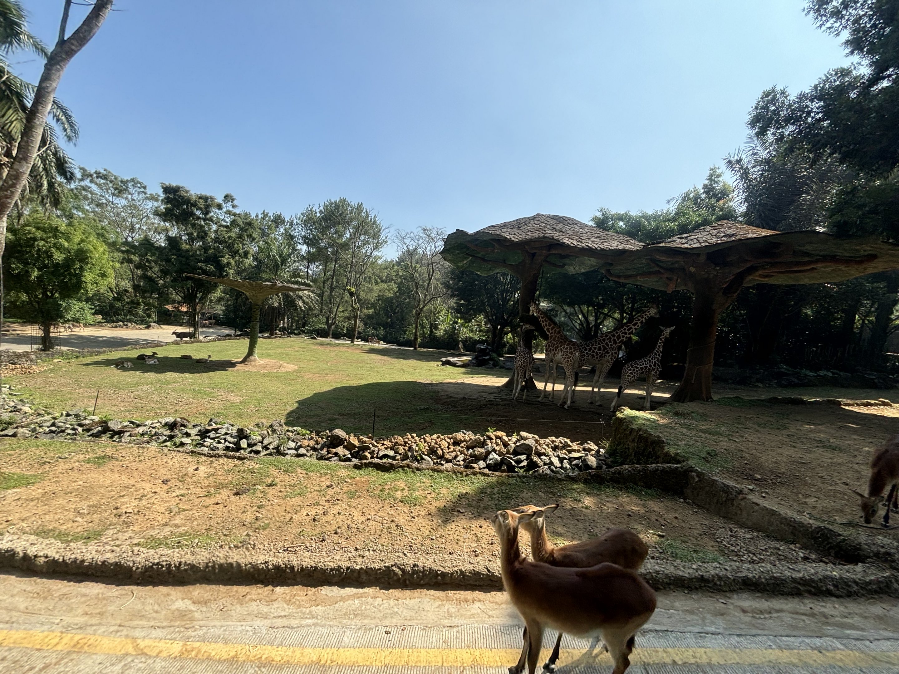 Safari - Giraffe Exhibit #2