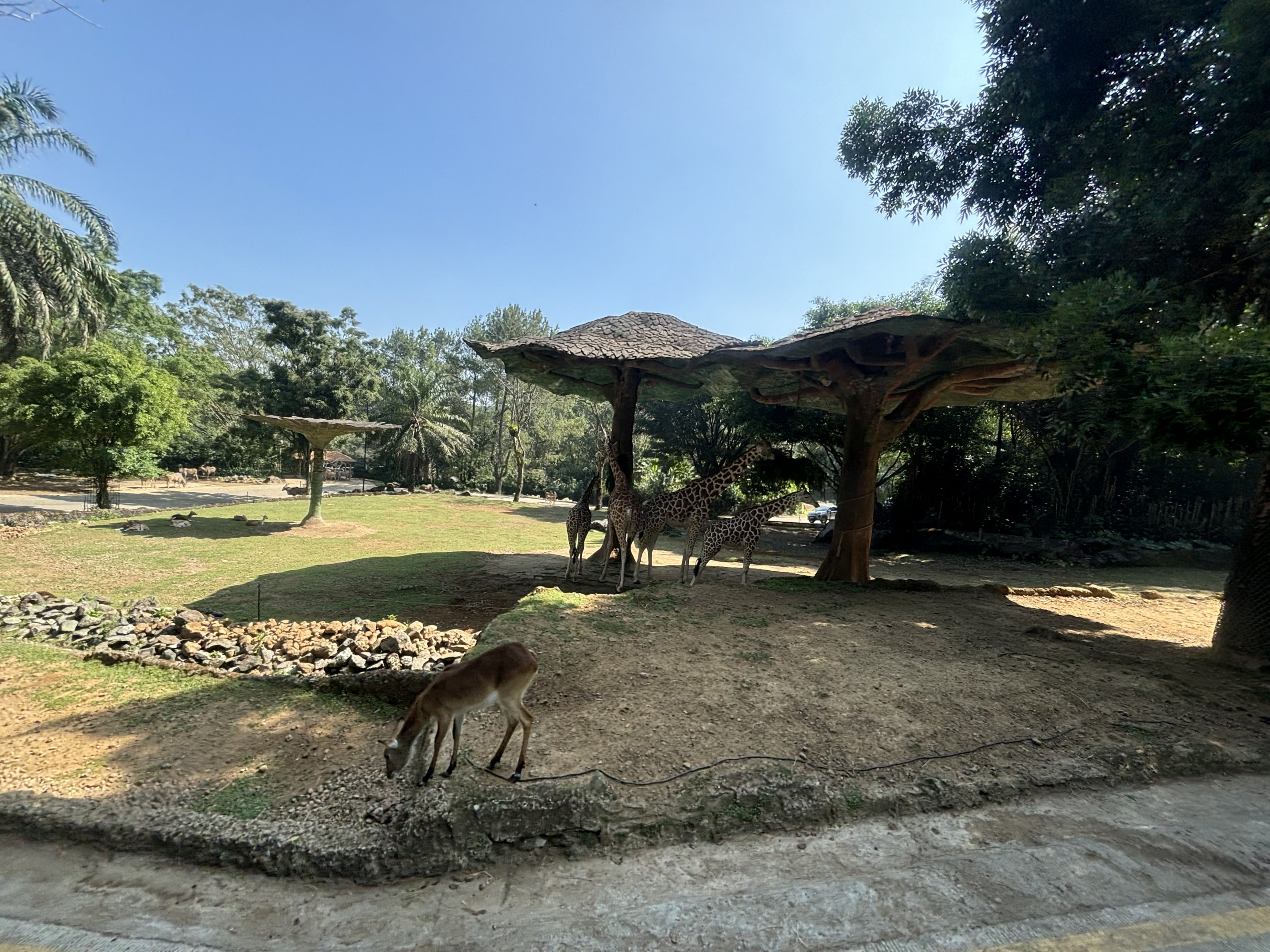 Safari - Giraffe Exhibit #2