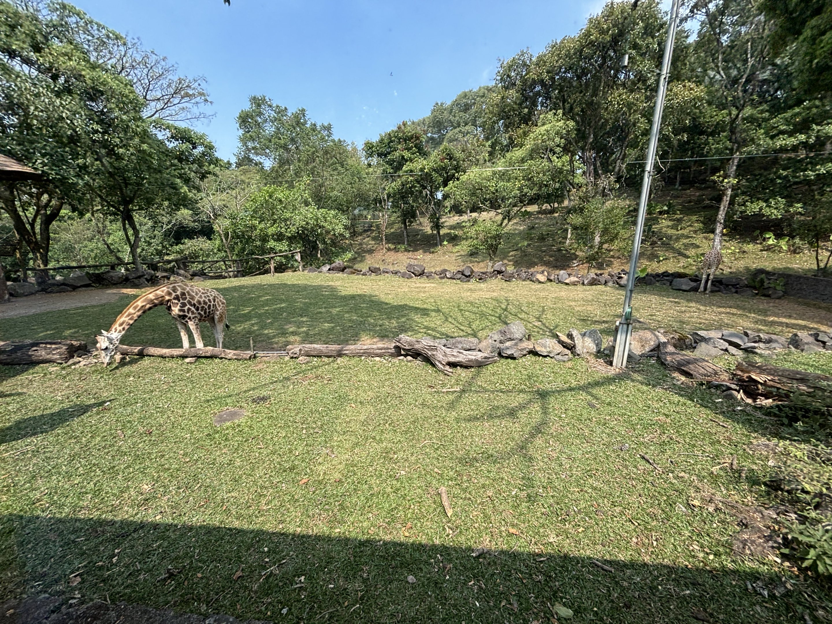 Safari - Giraffe Exhibit