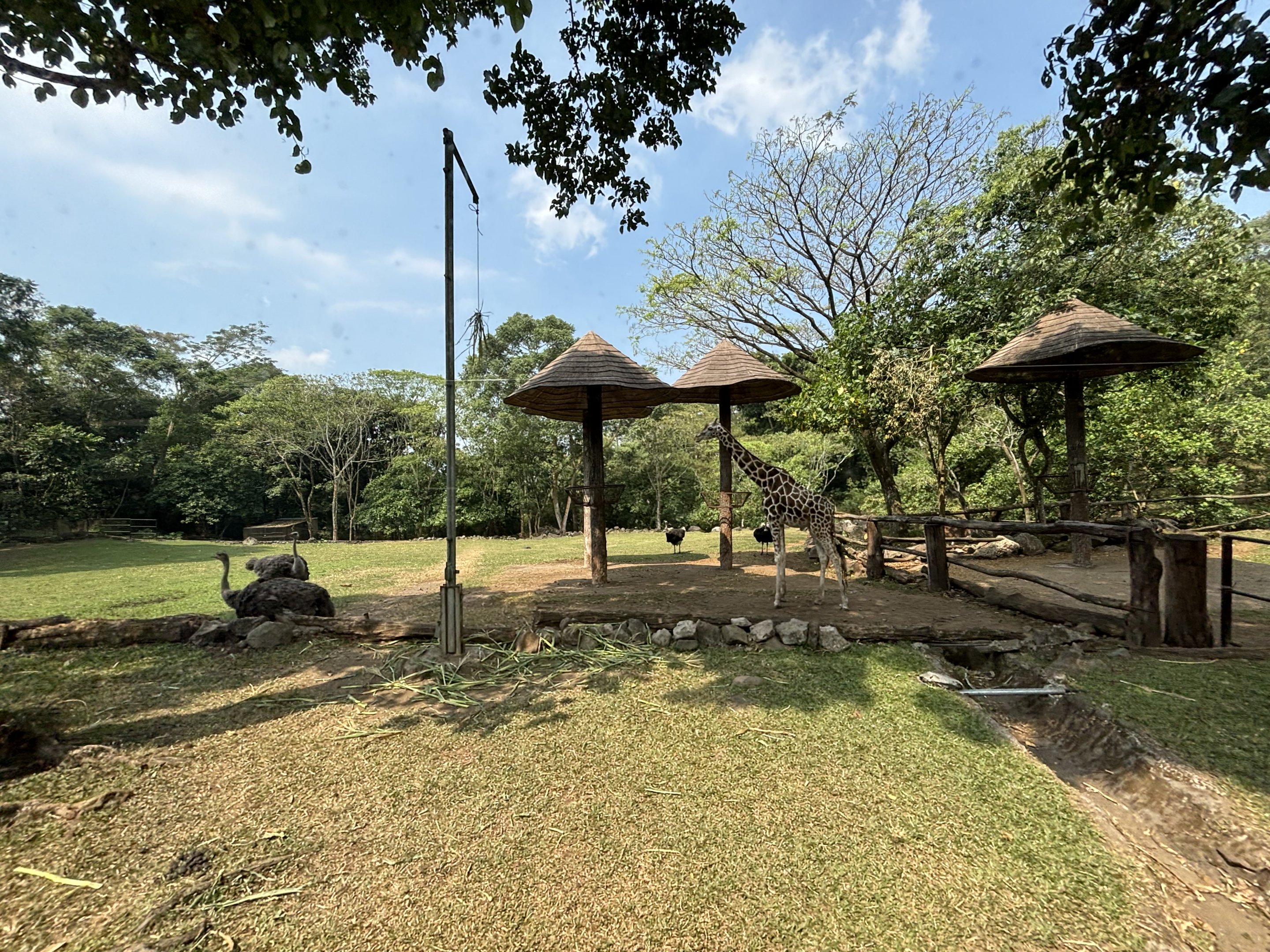 Safari - Giraffe + Ostrich Exhibit