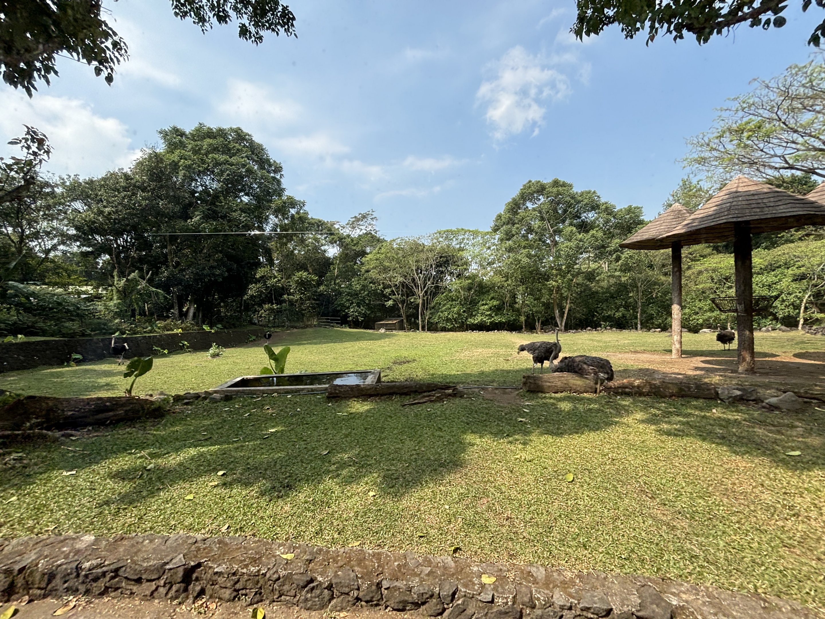 Safari - Giraffe + Ostrich Exhibit