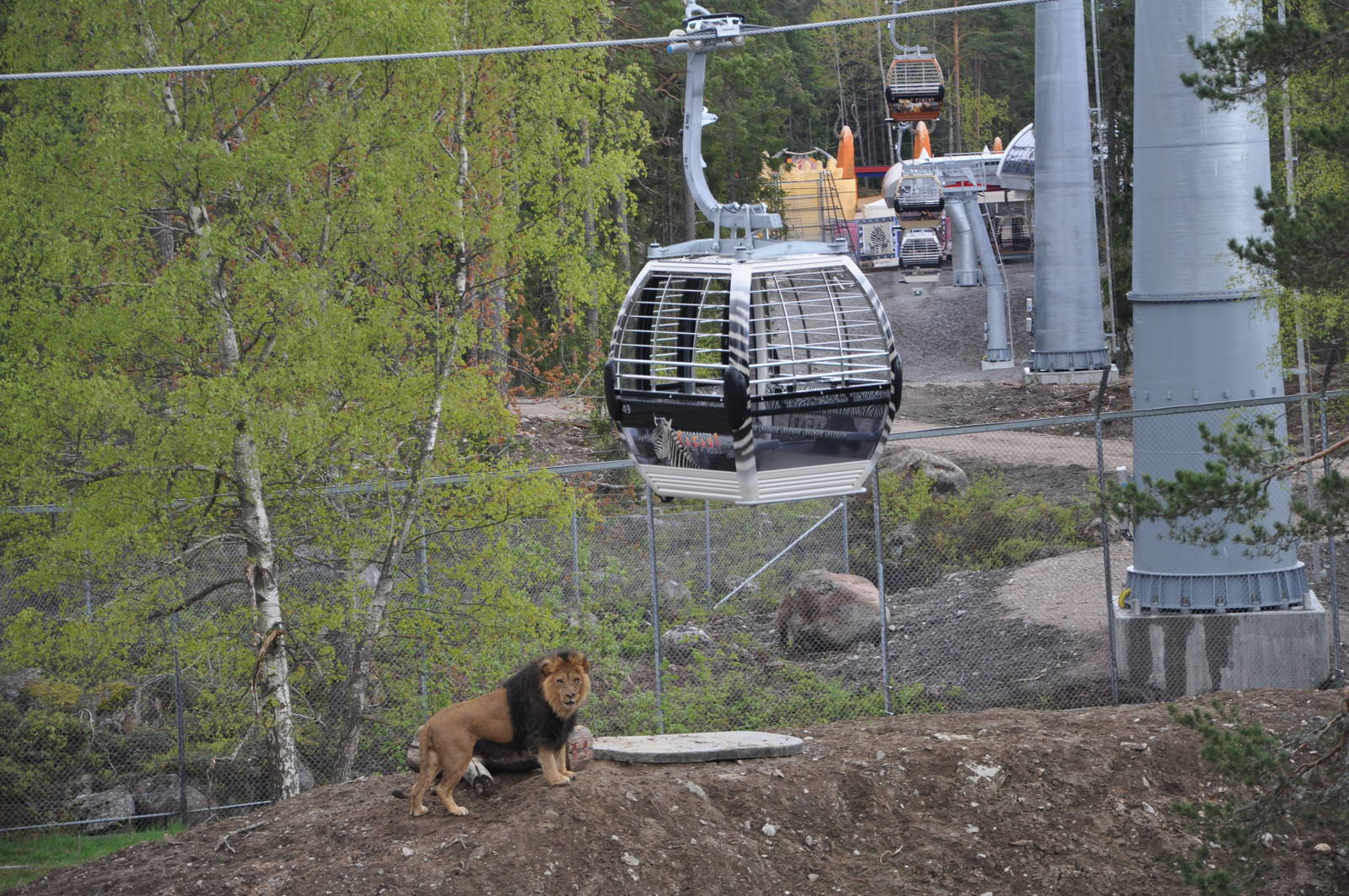 Safari Gondola 2 meters over lion male