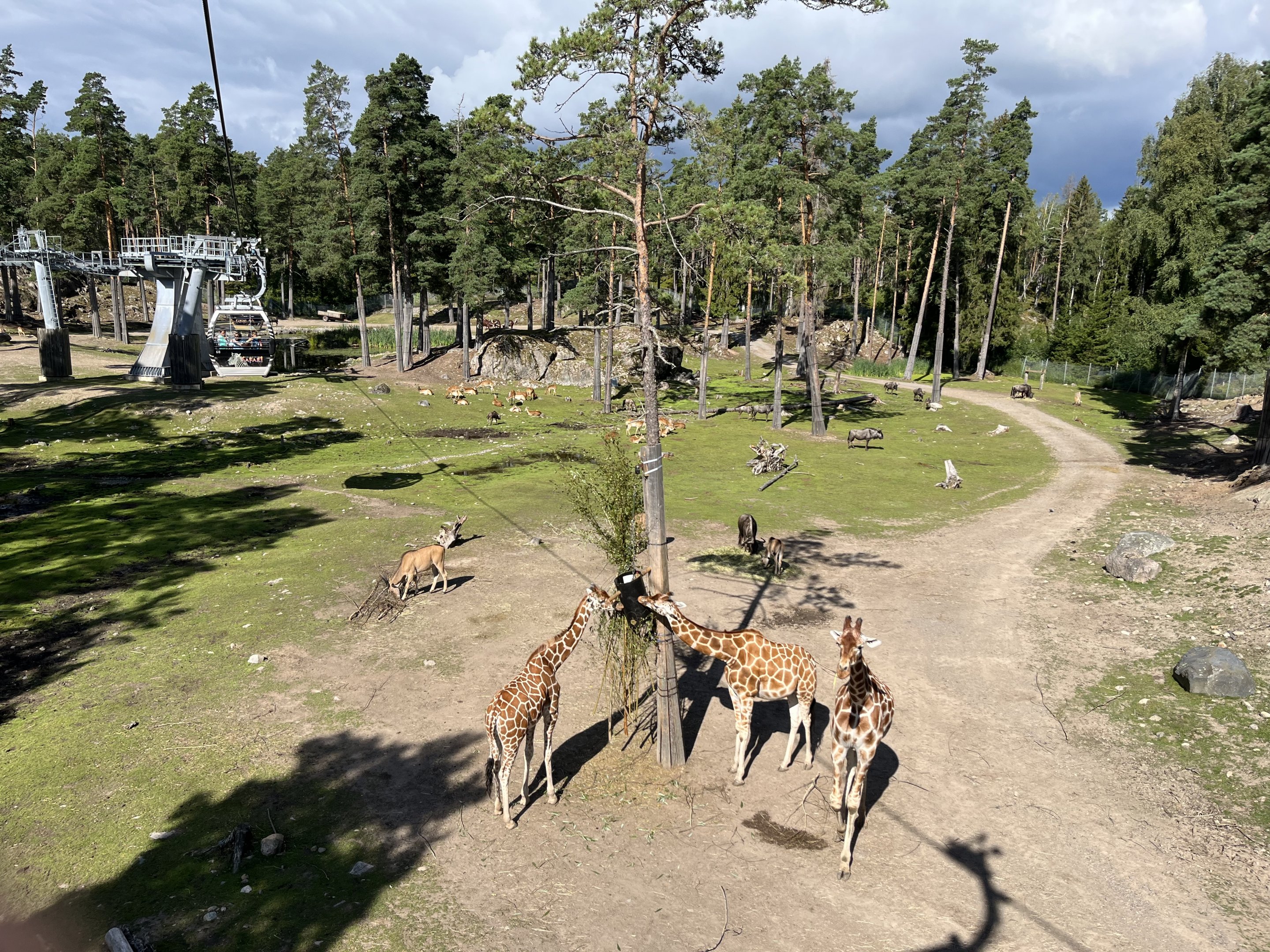Safari Gondola Ride