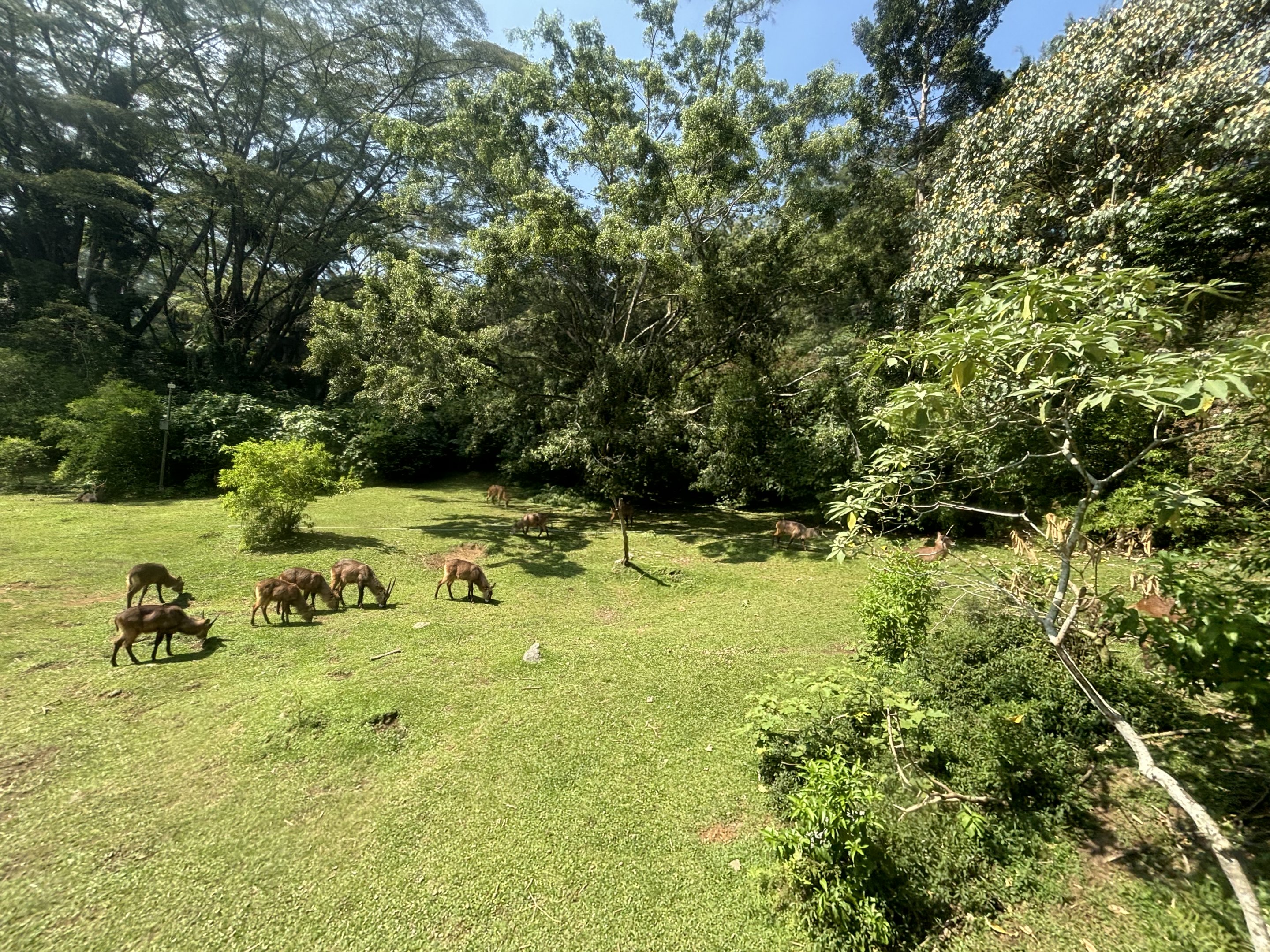 Safari - Hippo + Waterbuck Exhibit