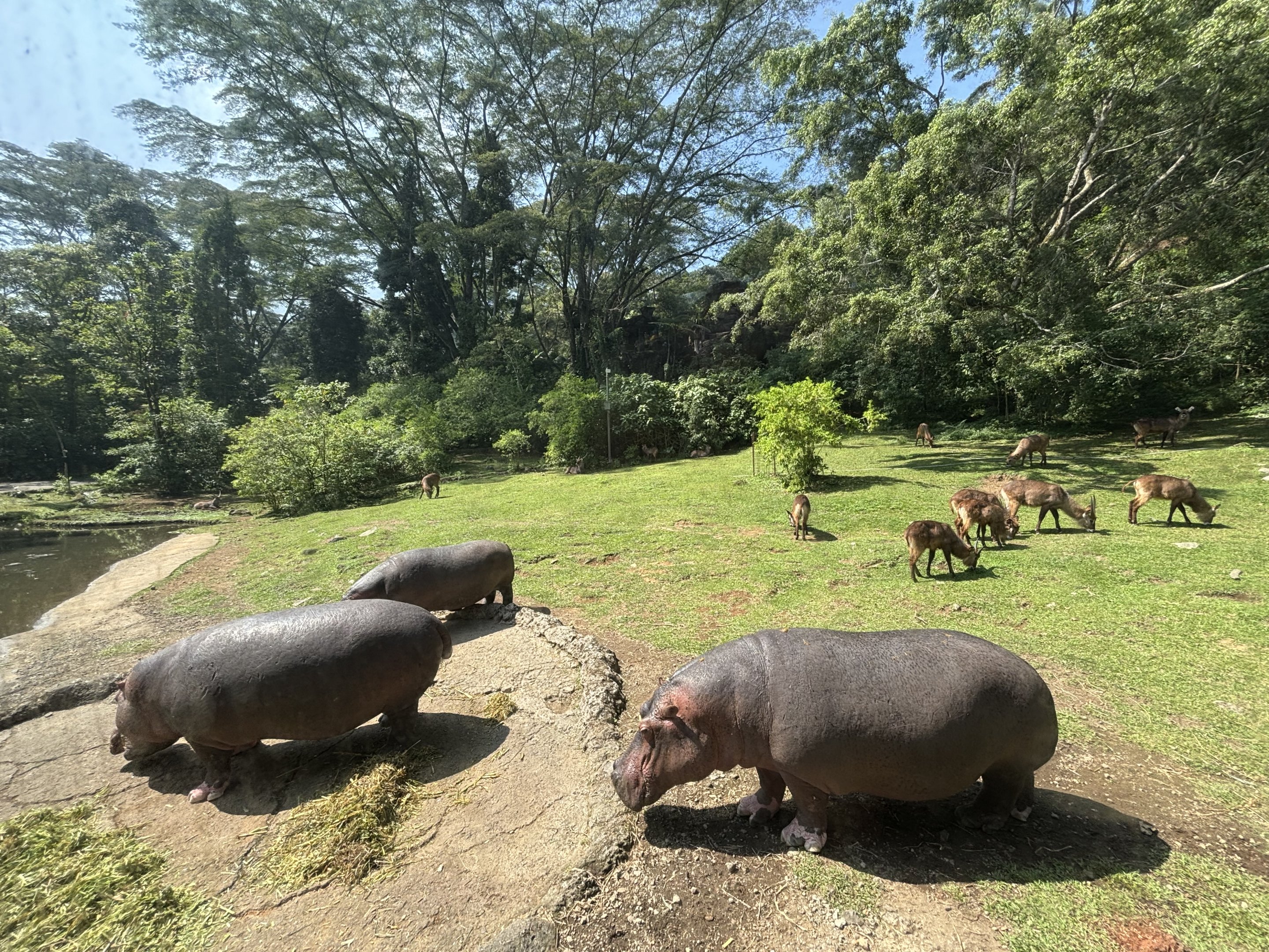 Safari - Hippo + Waterbuck Exhibit