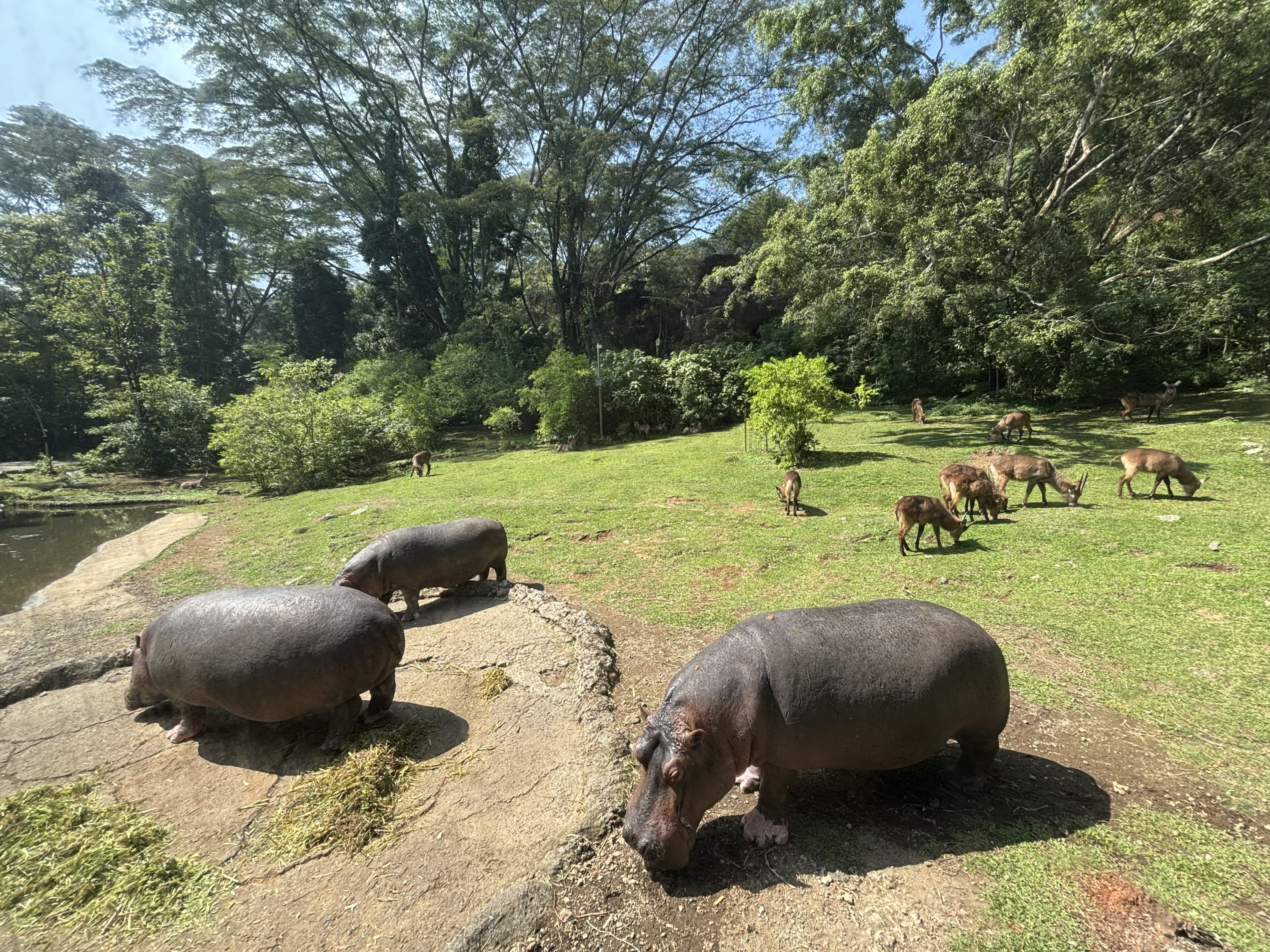 Safari - Hippo + Waterbuck Exhibit