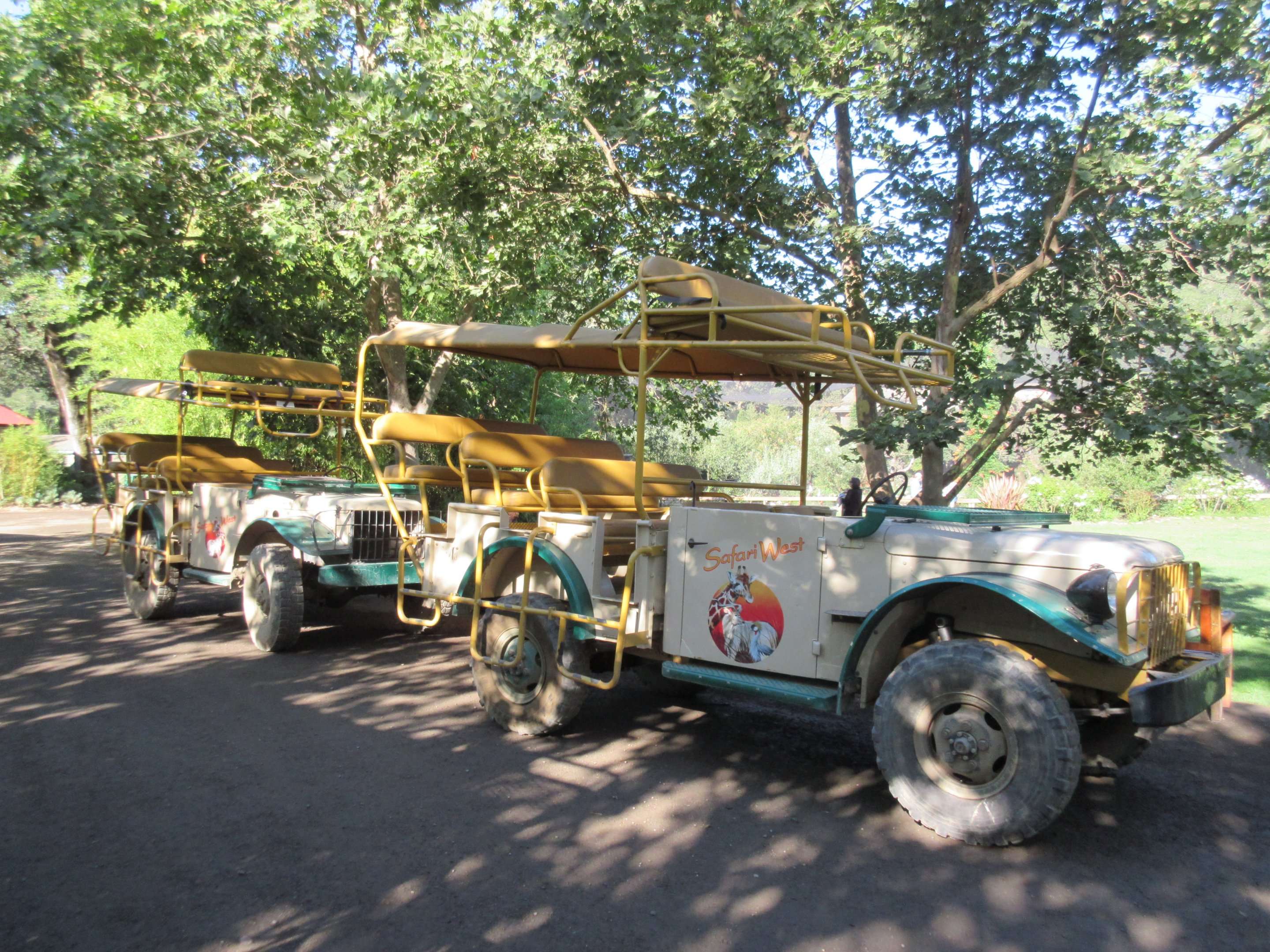 Safari Jeeps