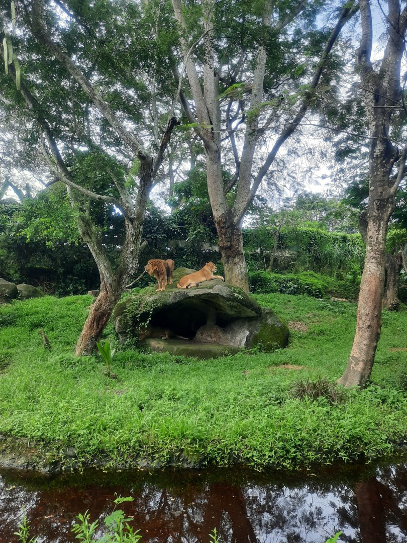 safari journey - african lion (panthera leo) - 1