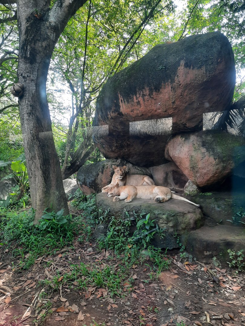 safari journey - african lion (panthera leo) - 2