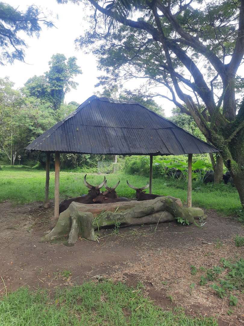 safari journey - ankole-watusi