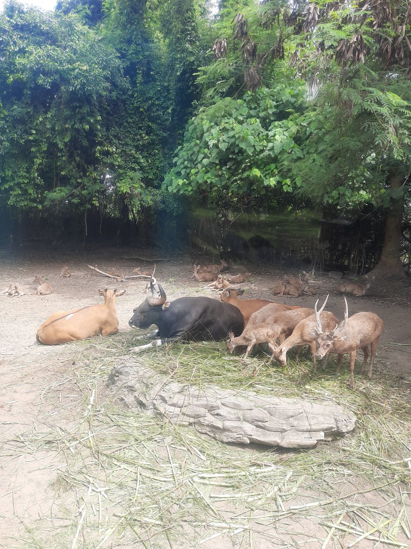 safari journey - banteng (bos javanicus) & javan rusa (rusa timorensis)