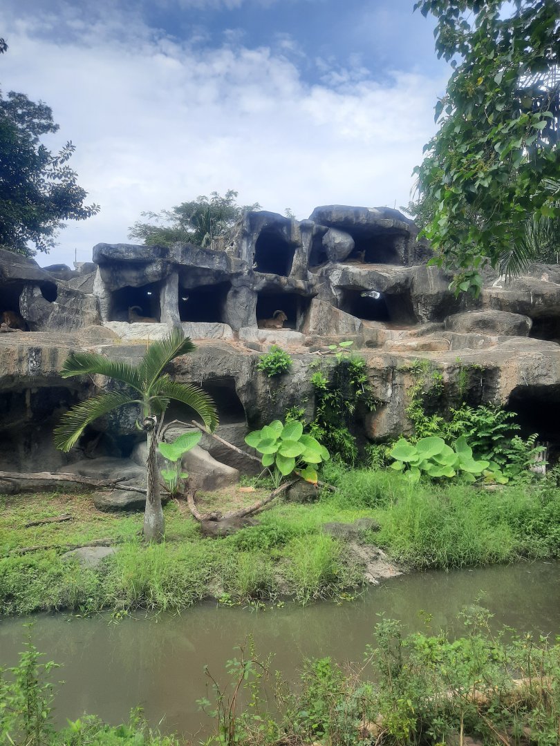 safari journey - barbary sheep (ammotragus lervia) exhibit