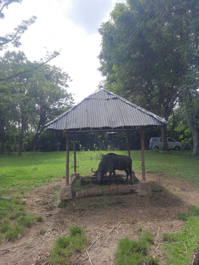 safari journey - blue wildebeest (connochaetes taurinus)