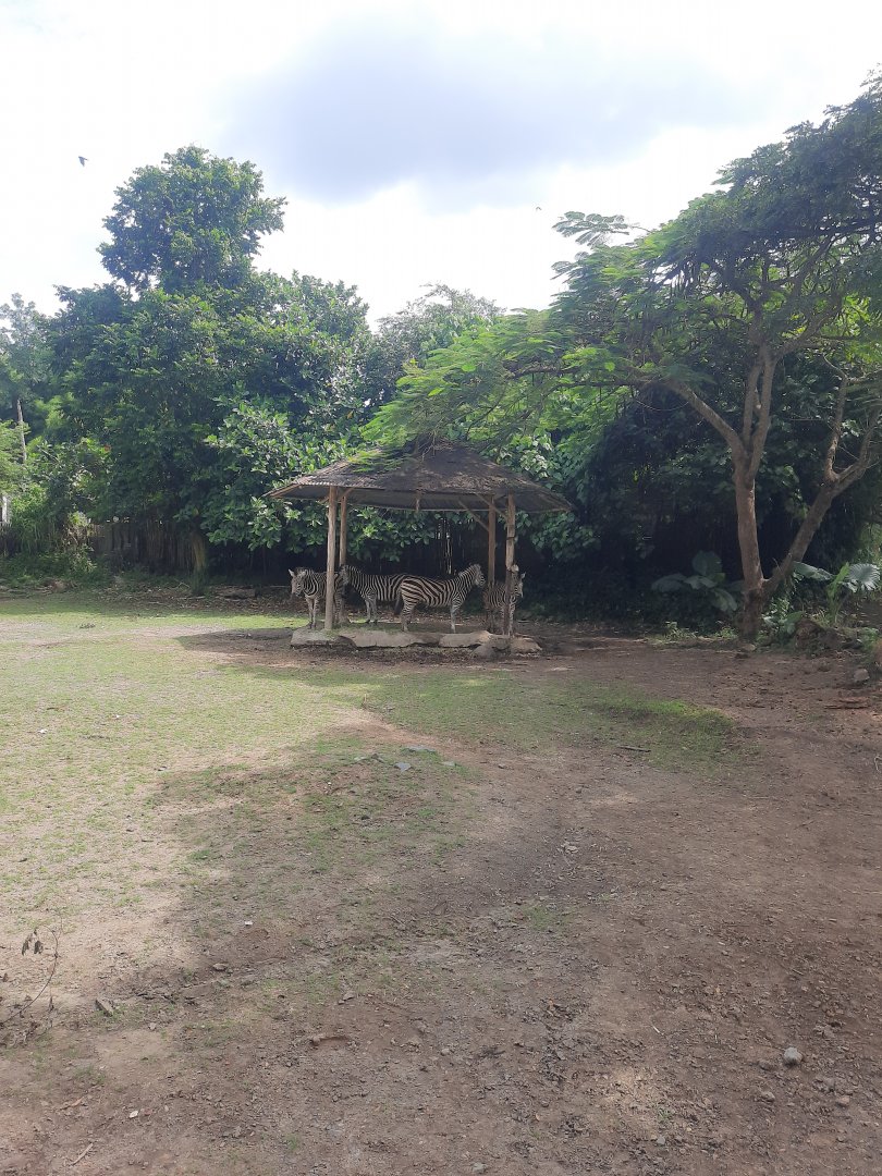 safari journey - chapman's zebra (equus quagga chapmani)